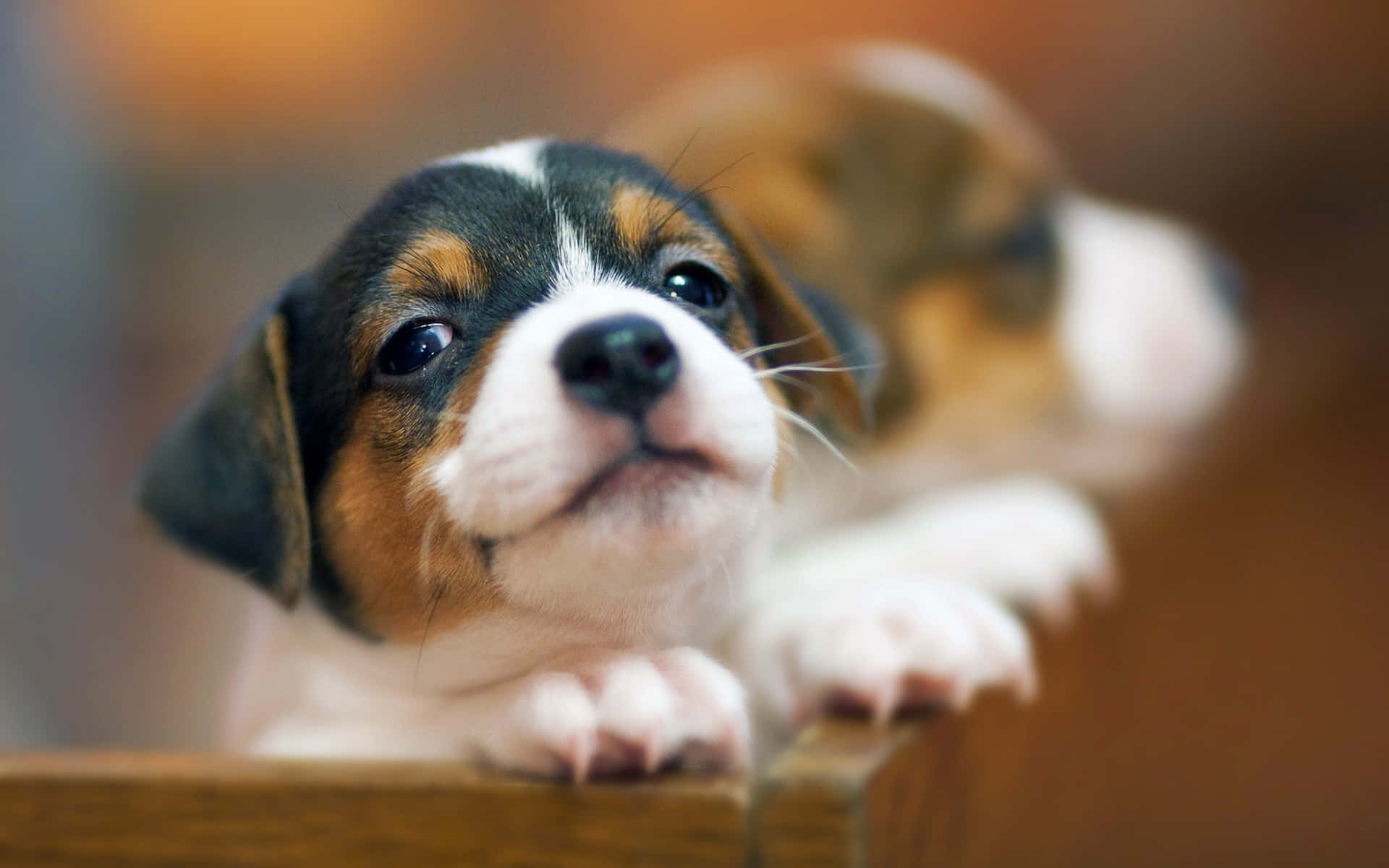 Aesthetic Puppy Dogs In A Play Pen Background