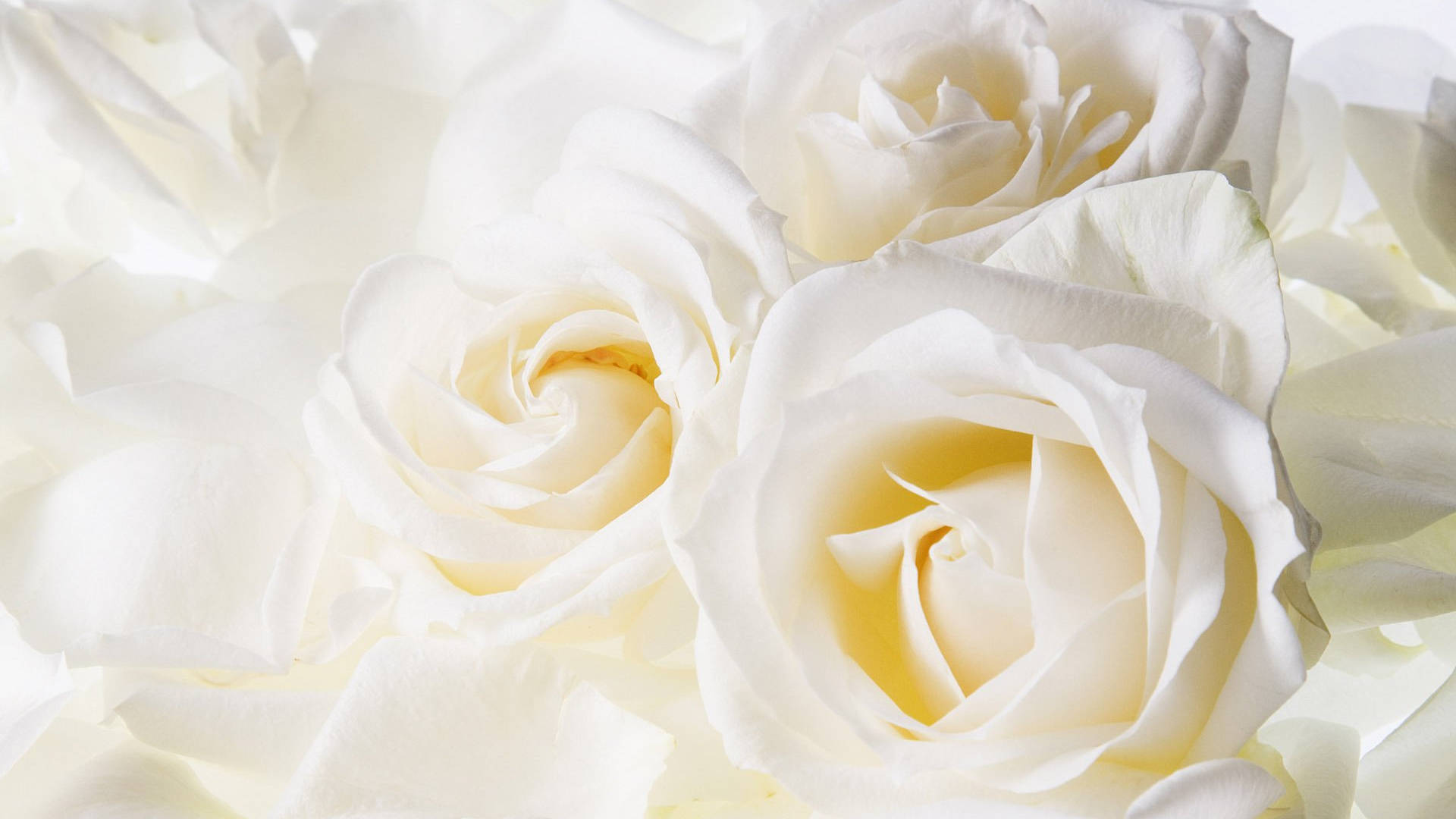 Aesthetic Pure White Roses Background