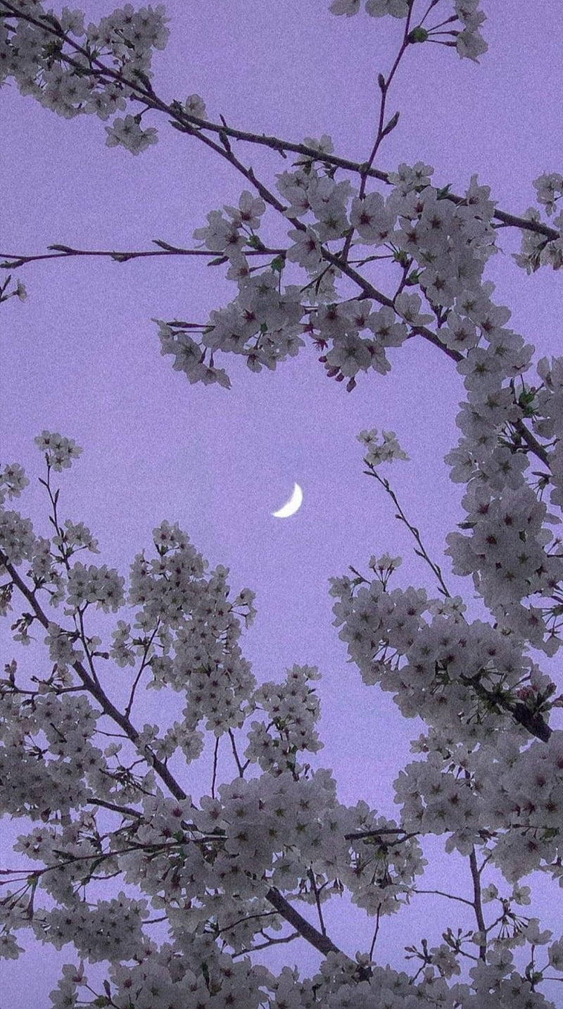 Aesthetic Purple Flower And Sky Background