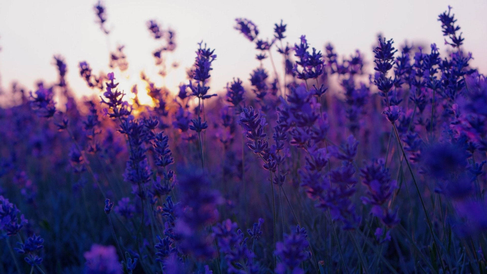 Aesthetic Purple Flower And Sunset Background