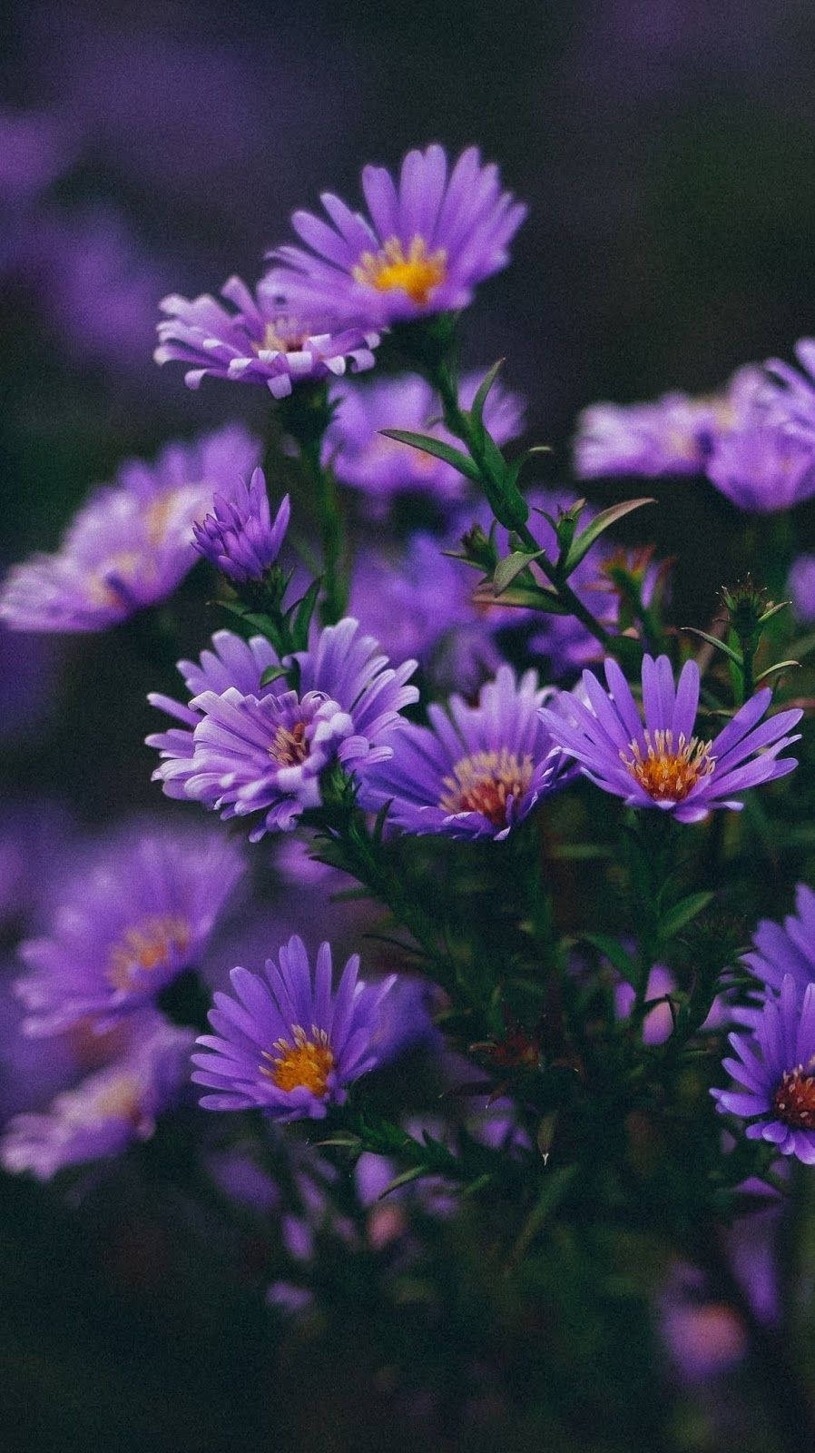 Aesthetic Purple Flower In Close-up. Background