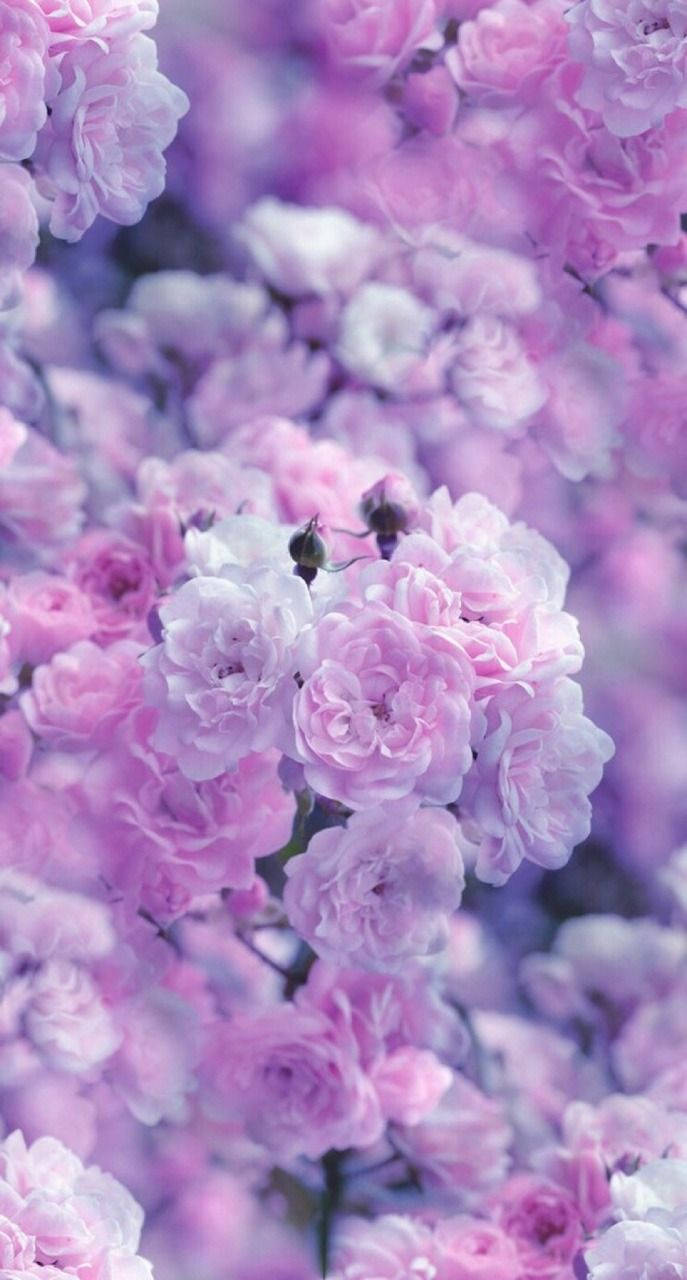 Aesthetic Purple Flower In Full Bloom Background