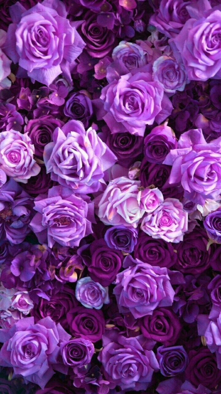 Aesthetic Purple Flower Iphone Background