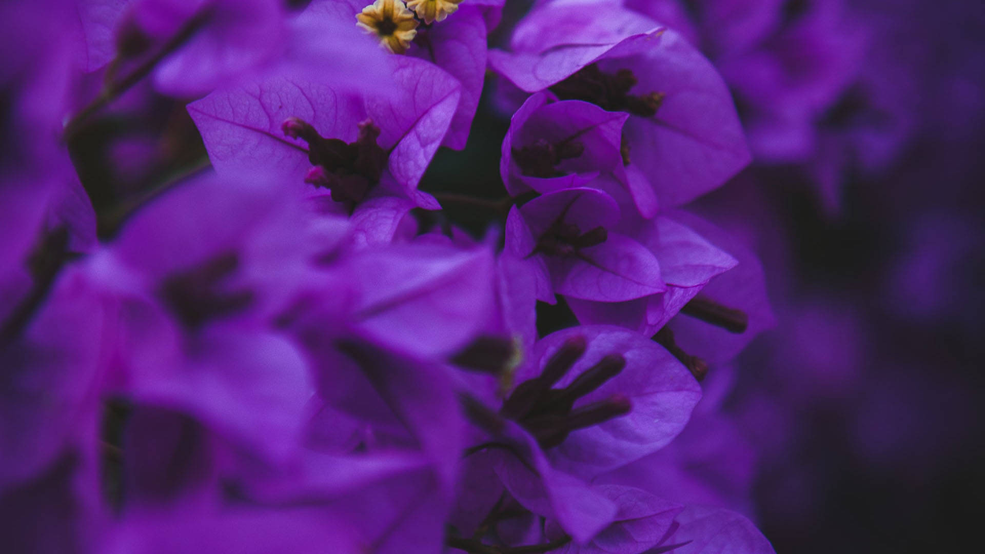 Aesthetic Purple Flower Of Bougainvillea Background