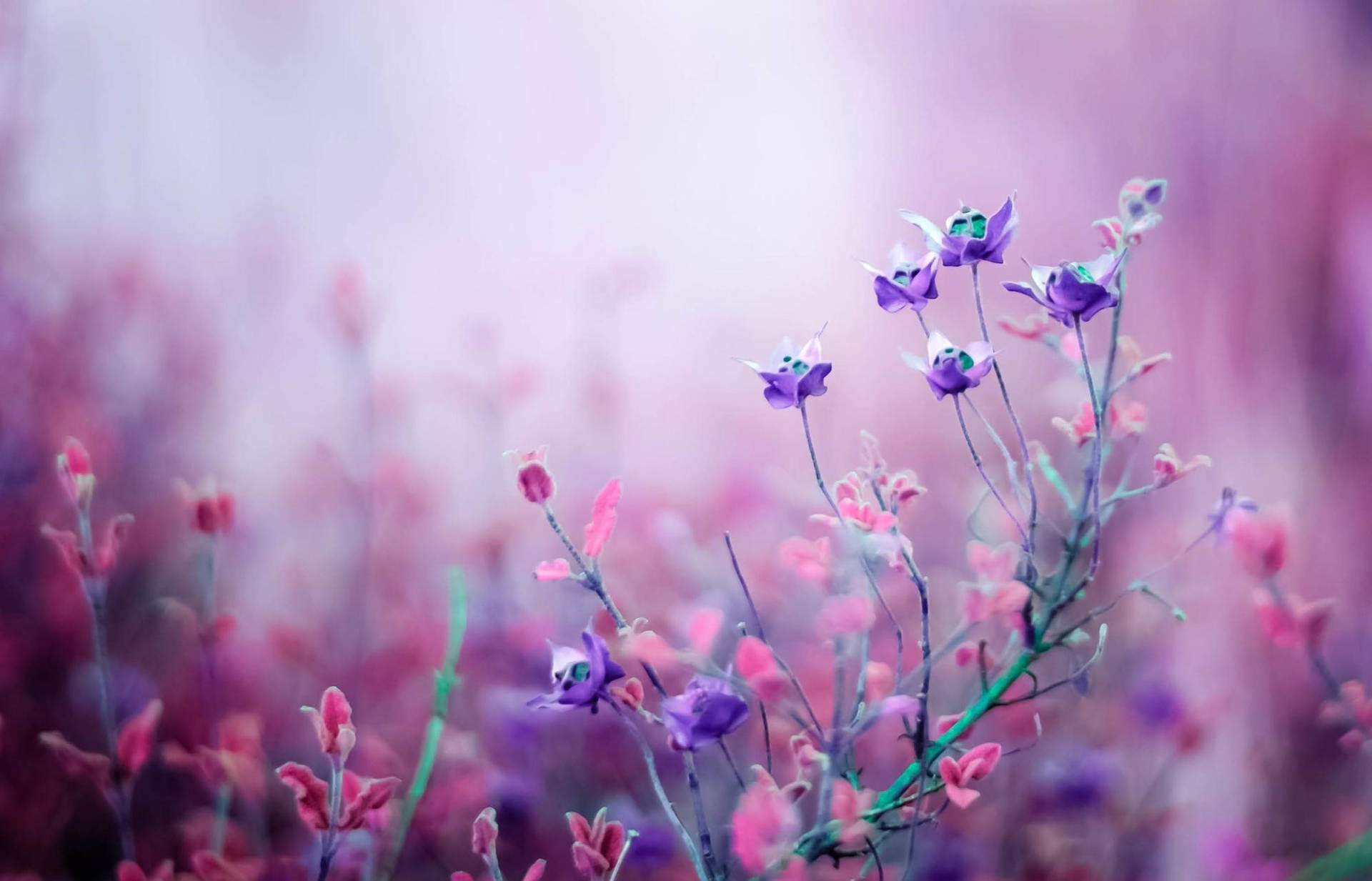 Aesthetic Purple Flower On Spring Season Background