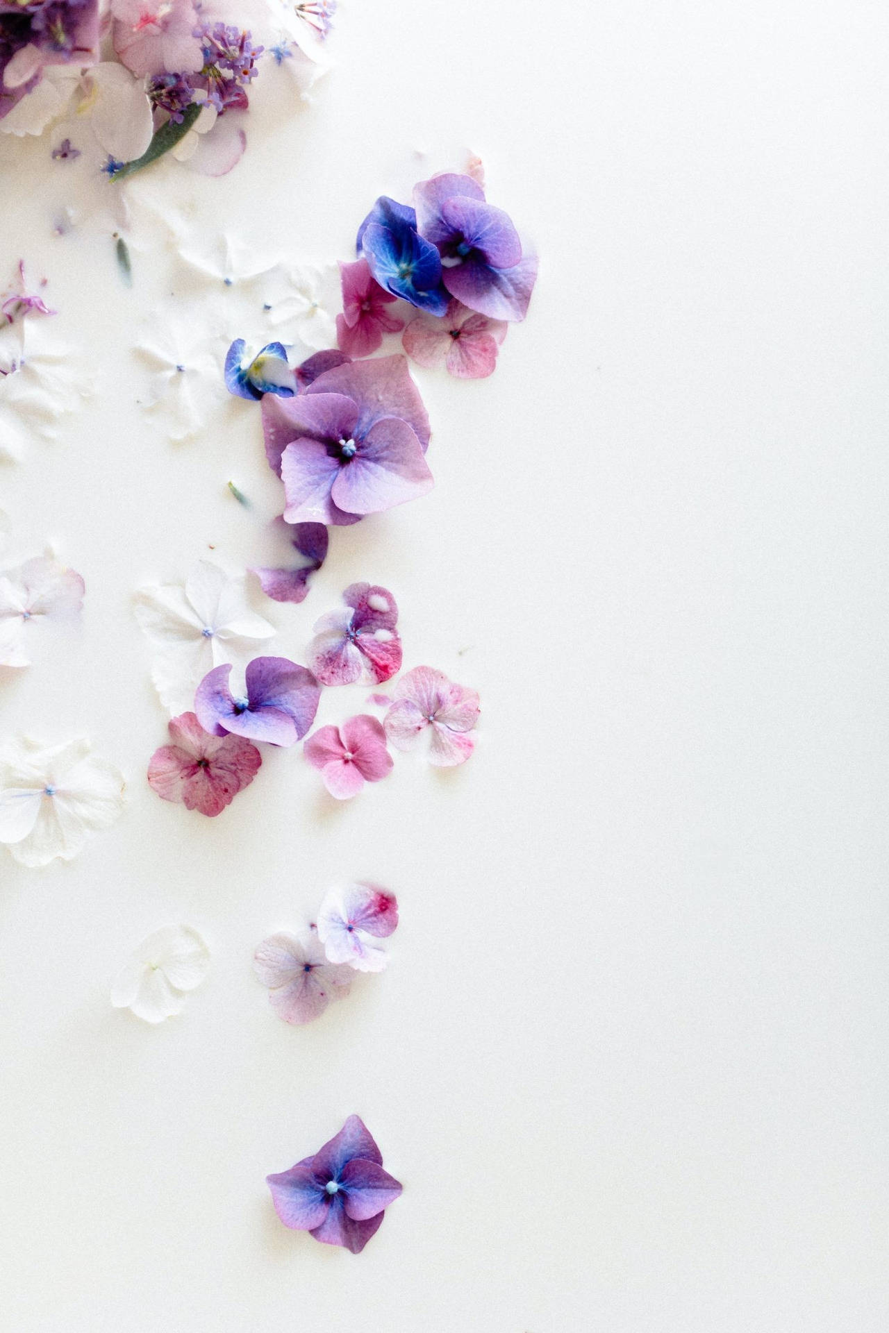 Aesthetic Purple Flower Petals Background