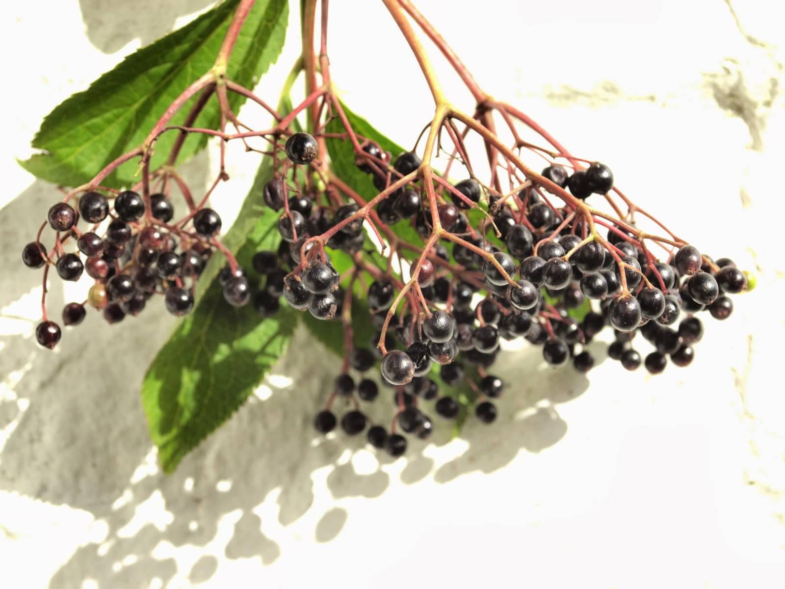 Aesthetic Purple Ripe Elderberry Fruits Background