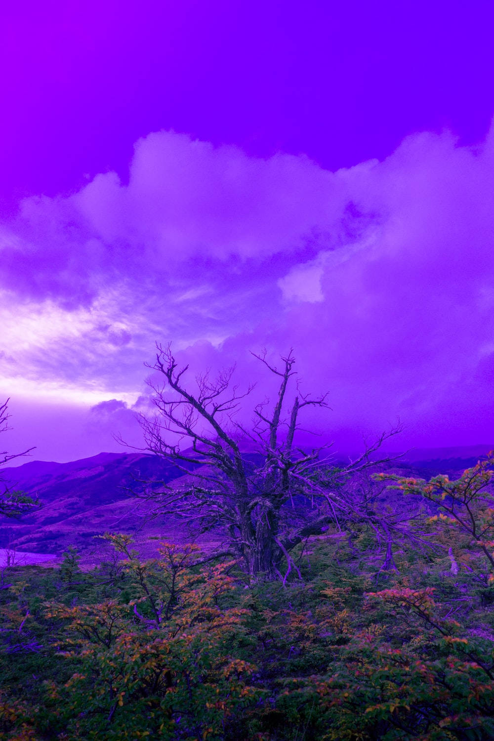Aesthetic Purple Tree Background