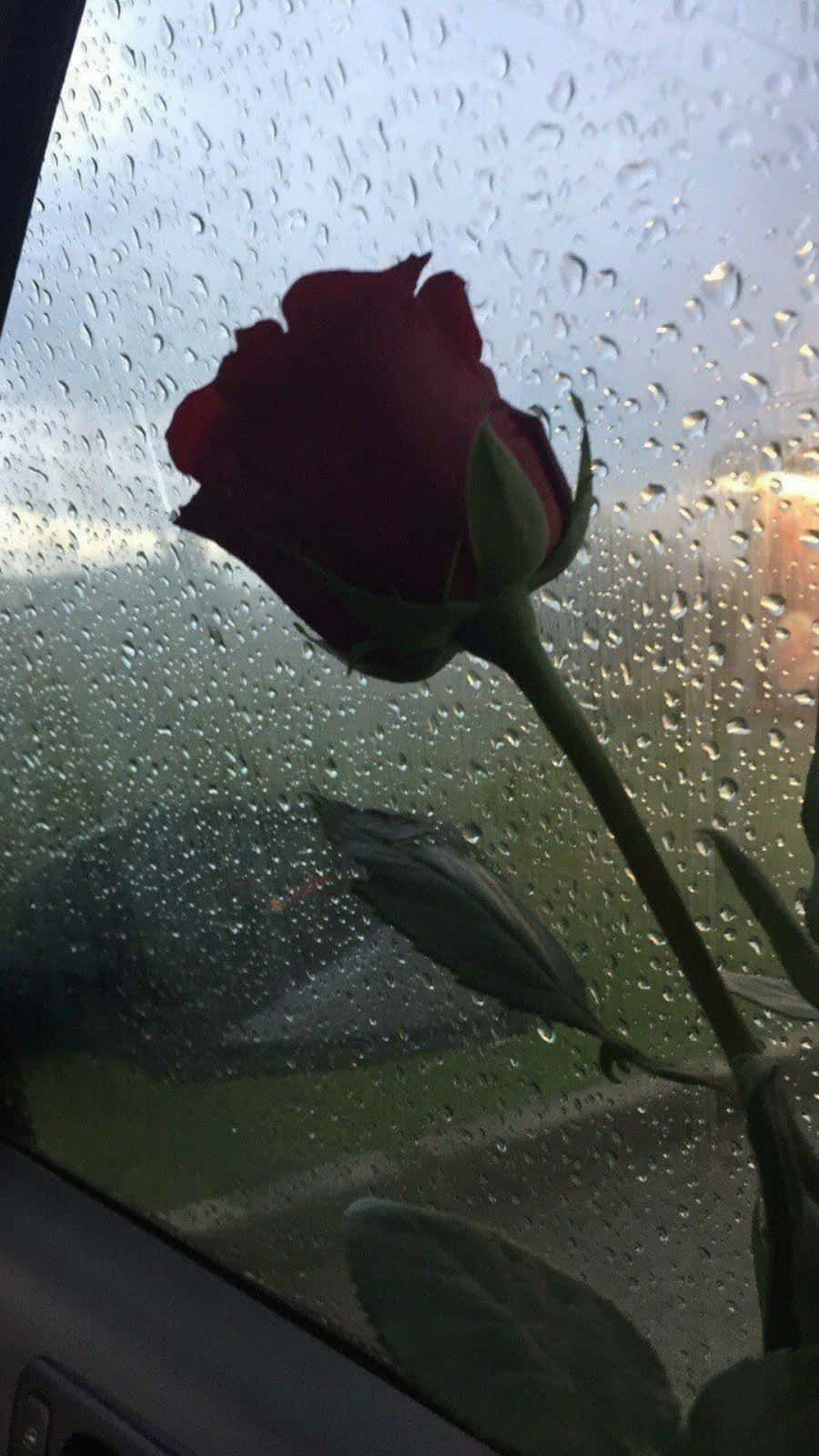 Aesthetic Rainy Window And A Red Rose Background