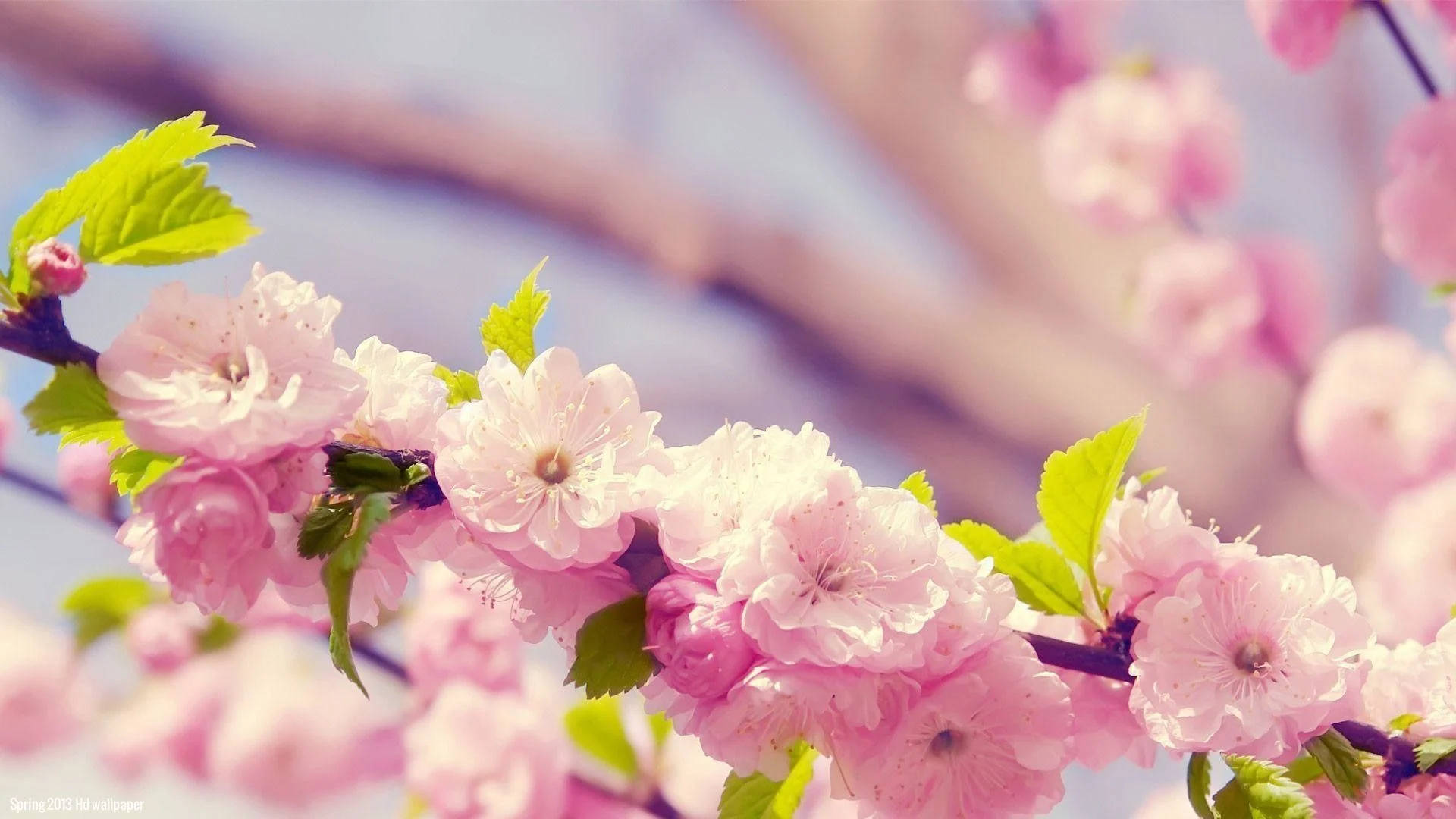 Aesthetic Real Floral Blossoms Background