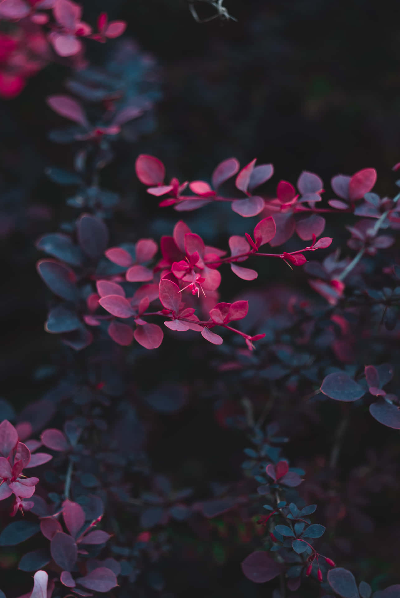 Aesthetic Red Flowers With Dark Leaves Background