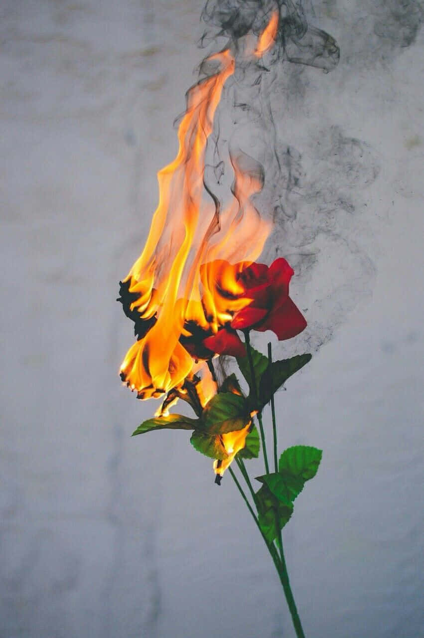 Aesthetic Red Rose On Fire Background