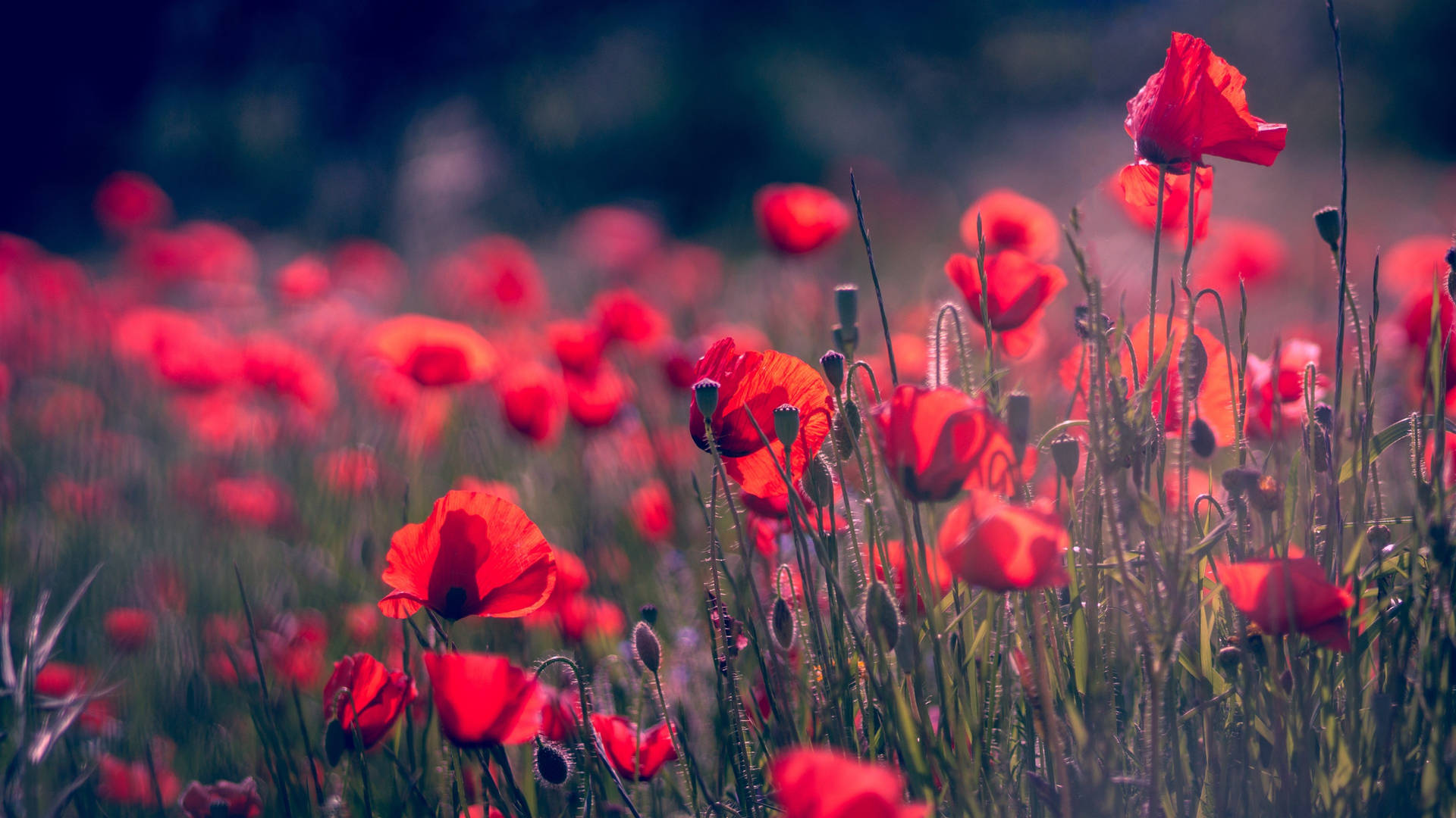 Aesthetic Red Spring Flowers Background