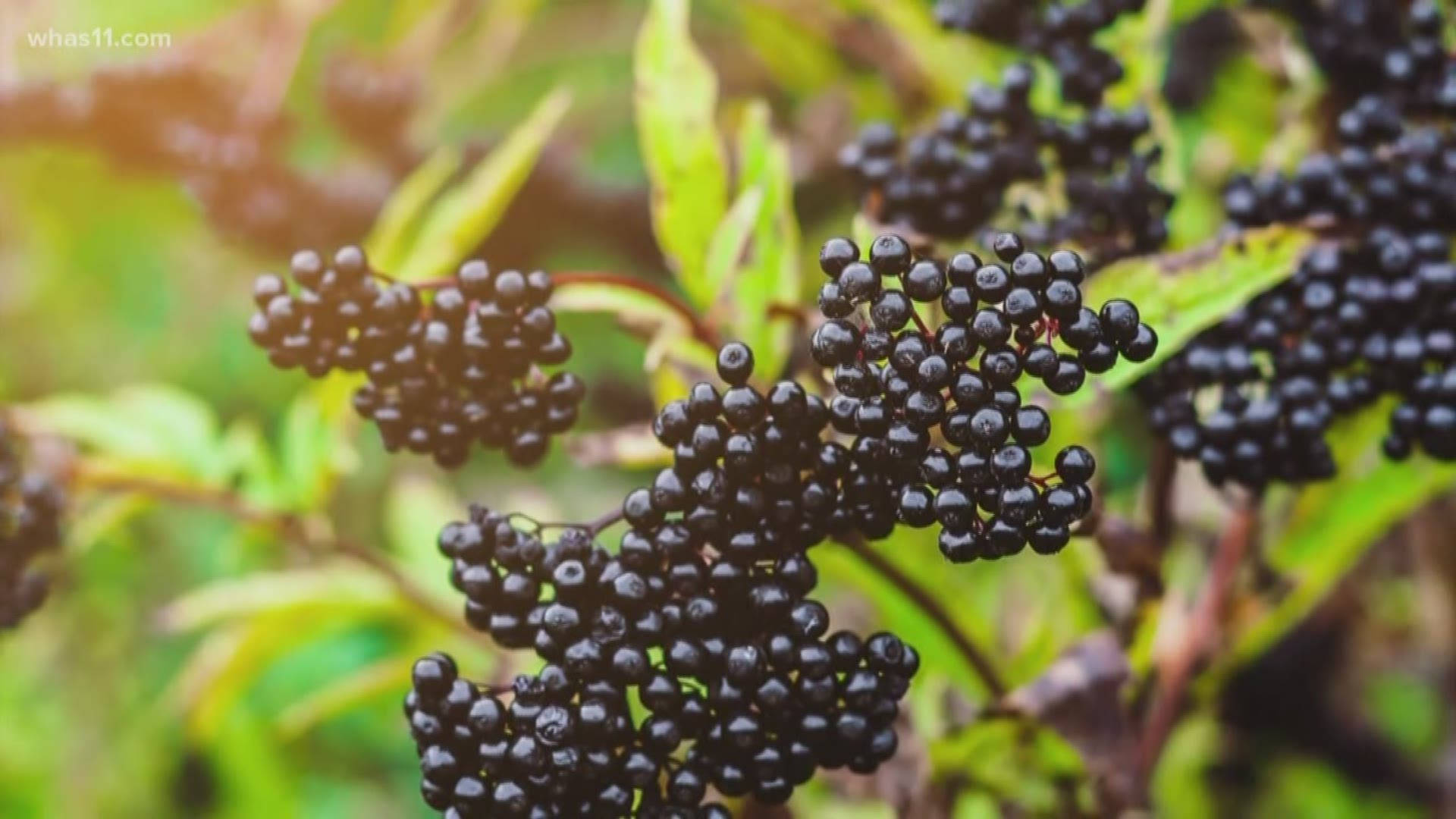 Aesthetic Ripe Black Elderberry Fruits Background