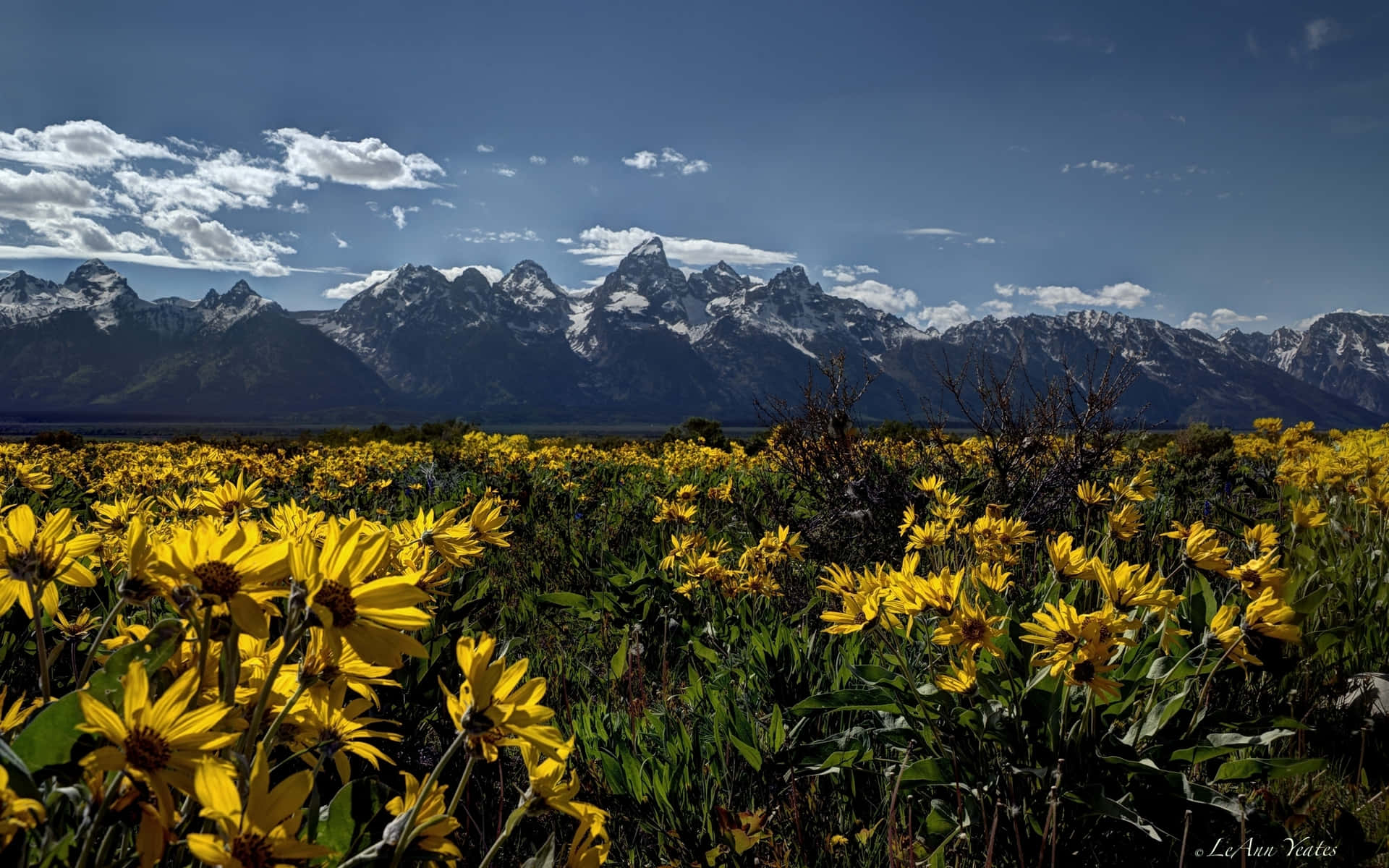 Aesthetic Rocky Mountains Sunflower Field