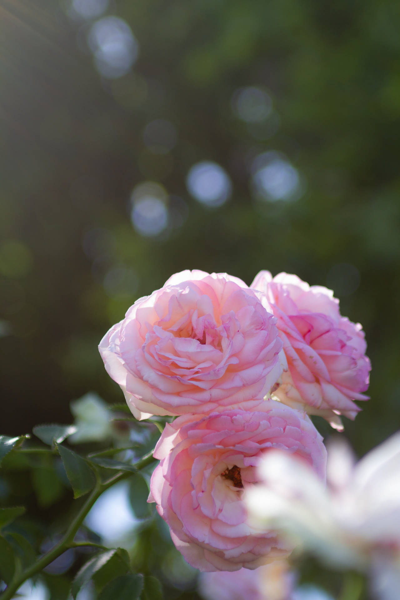 Aesthetic Rose Blooming During Daytime Background