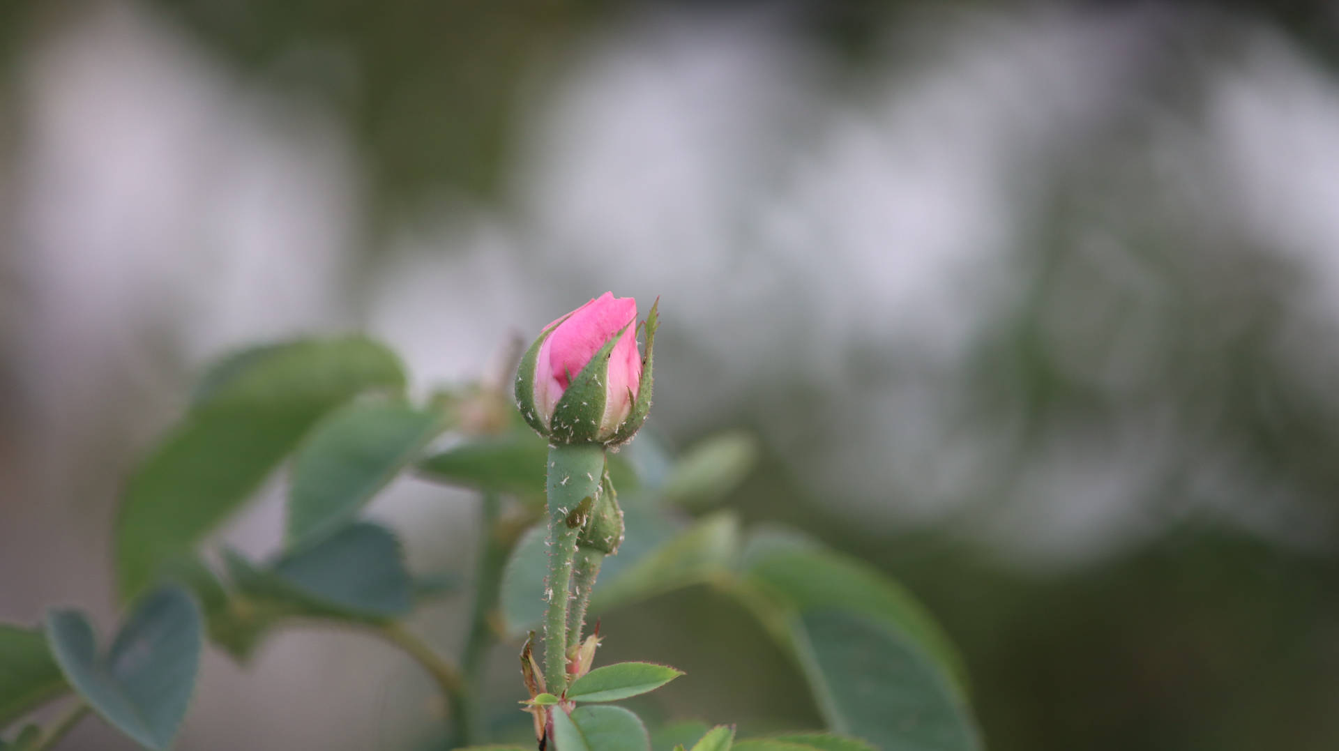 Aesthetic Rose Bud Background