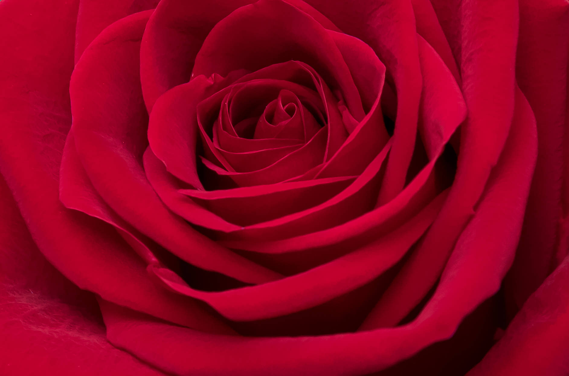 Aesthetic Rose Close-up Background
