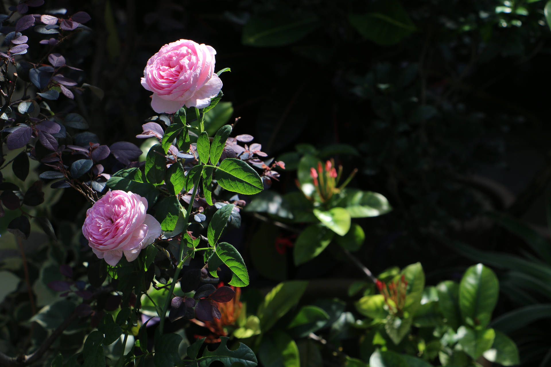 Aesthetic Rose Flower Bush Background