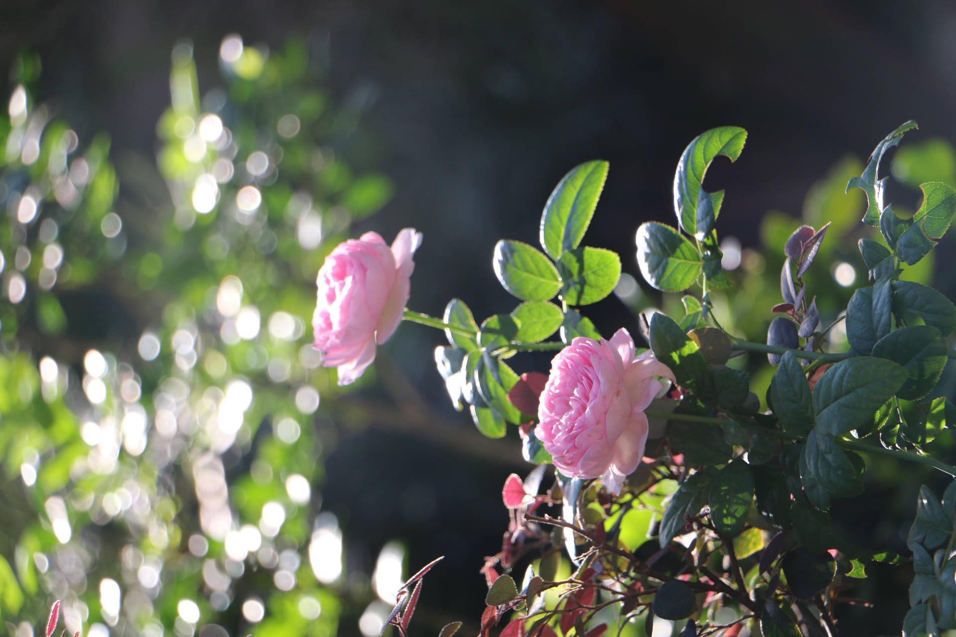 Aesthetic Rose In A Garden Background