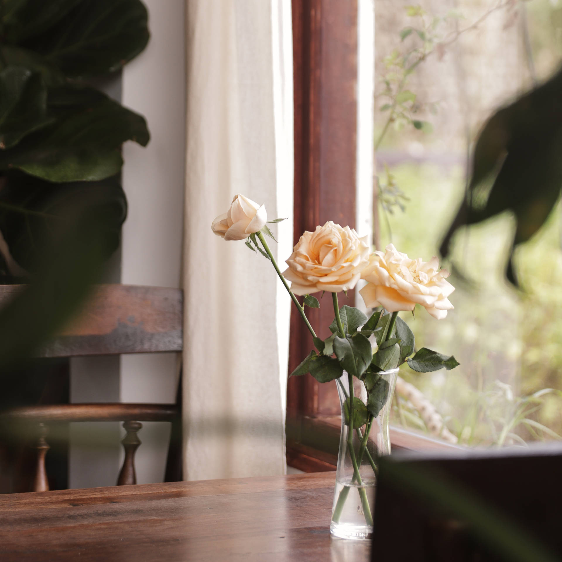 Aesthetic Rose Vase Background