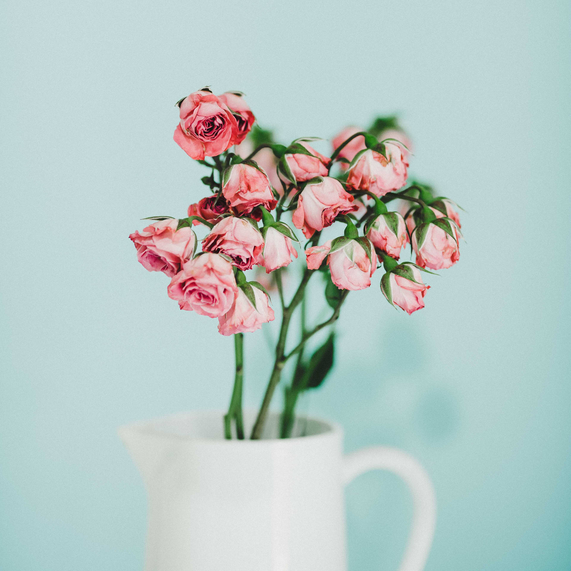 Aesthetic Rose White Pitcher Background