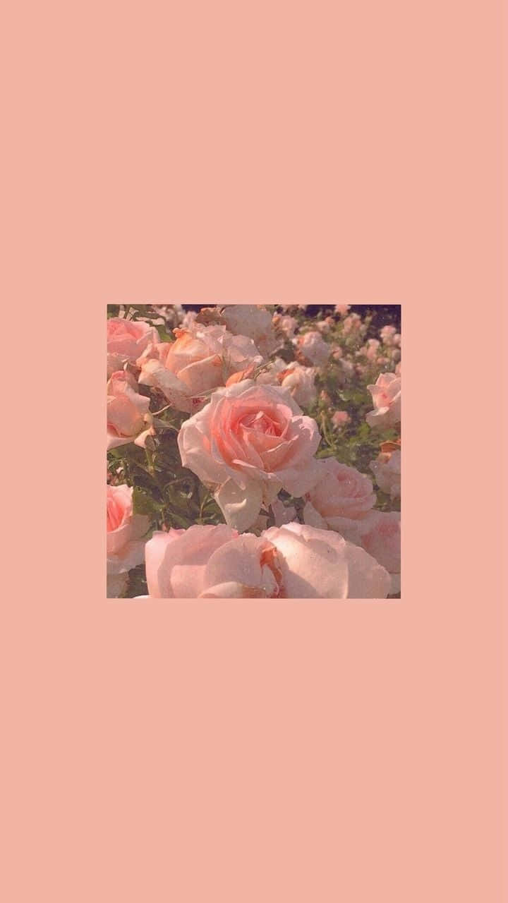 Aesthetic Roses One Color Background