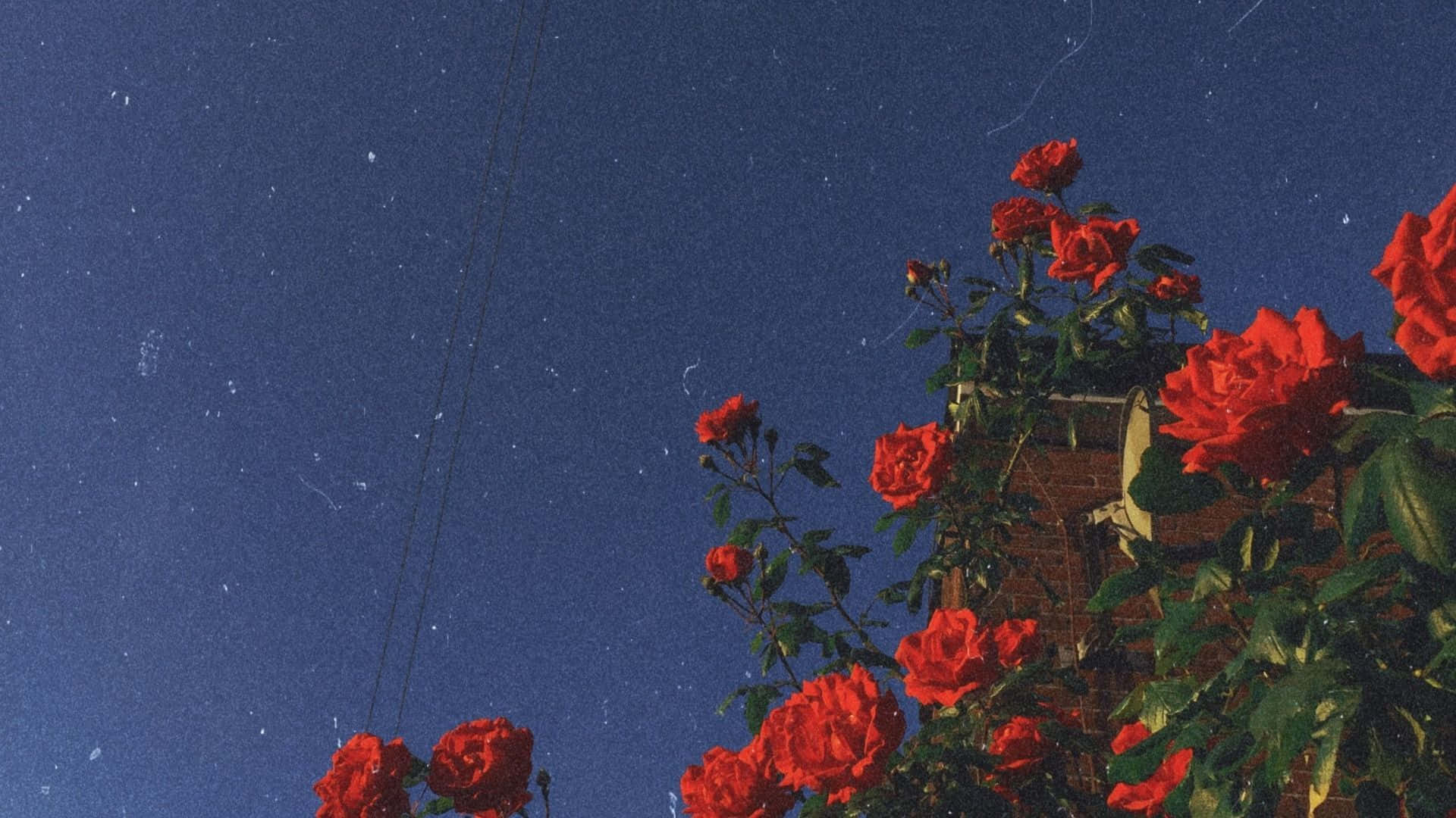 Aesthetic Roses Tumblr Laptop Background