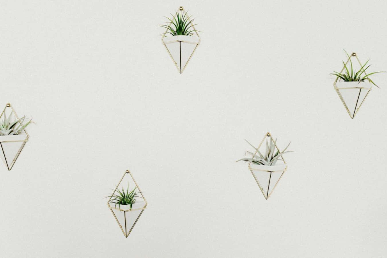 Aesthetic Scandinavian Minimalist Plant Desktop Background