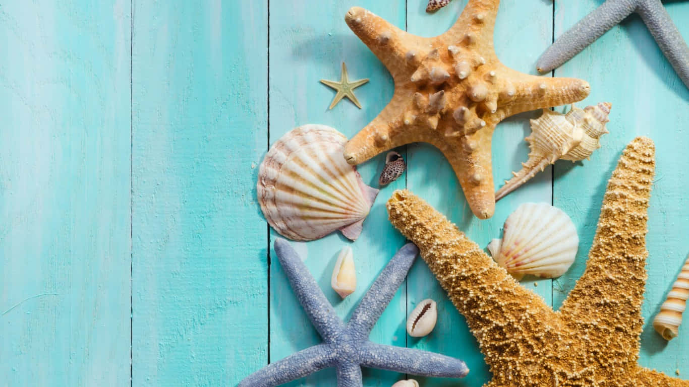 Aesthetic Seashells And Starfish Background