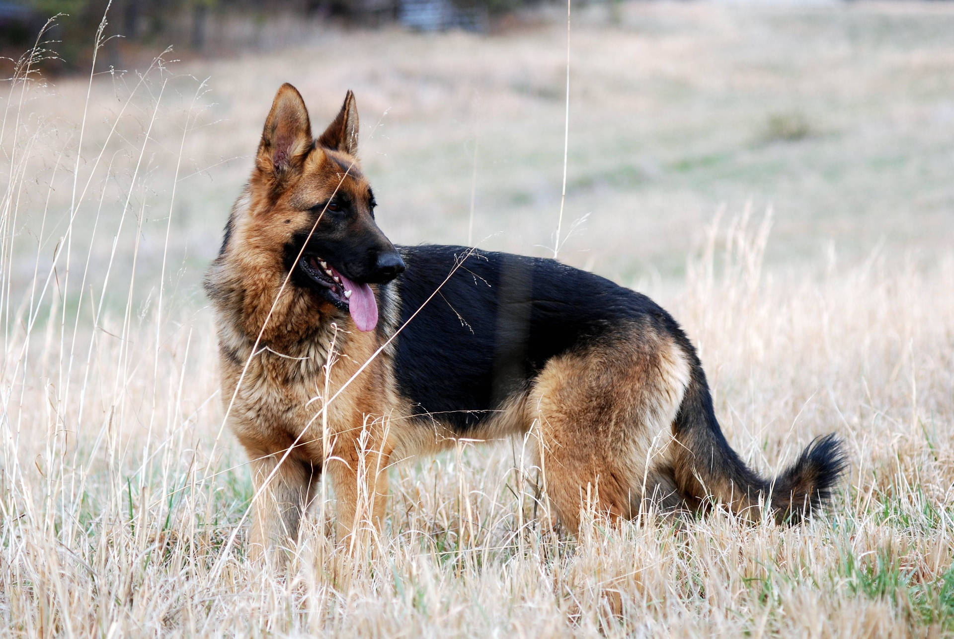 Aesthetic Shot German Shepherd Dog