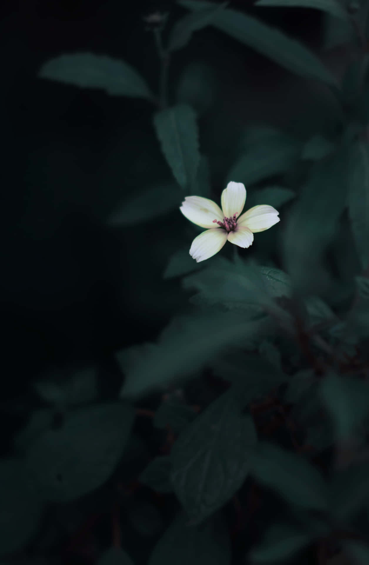 Aesthetic Single Flower In Dark Background