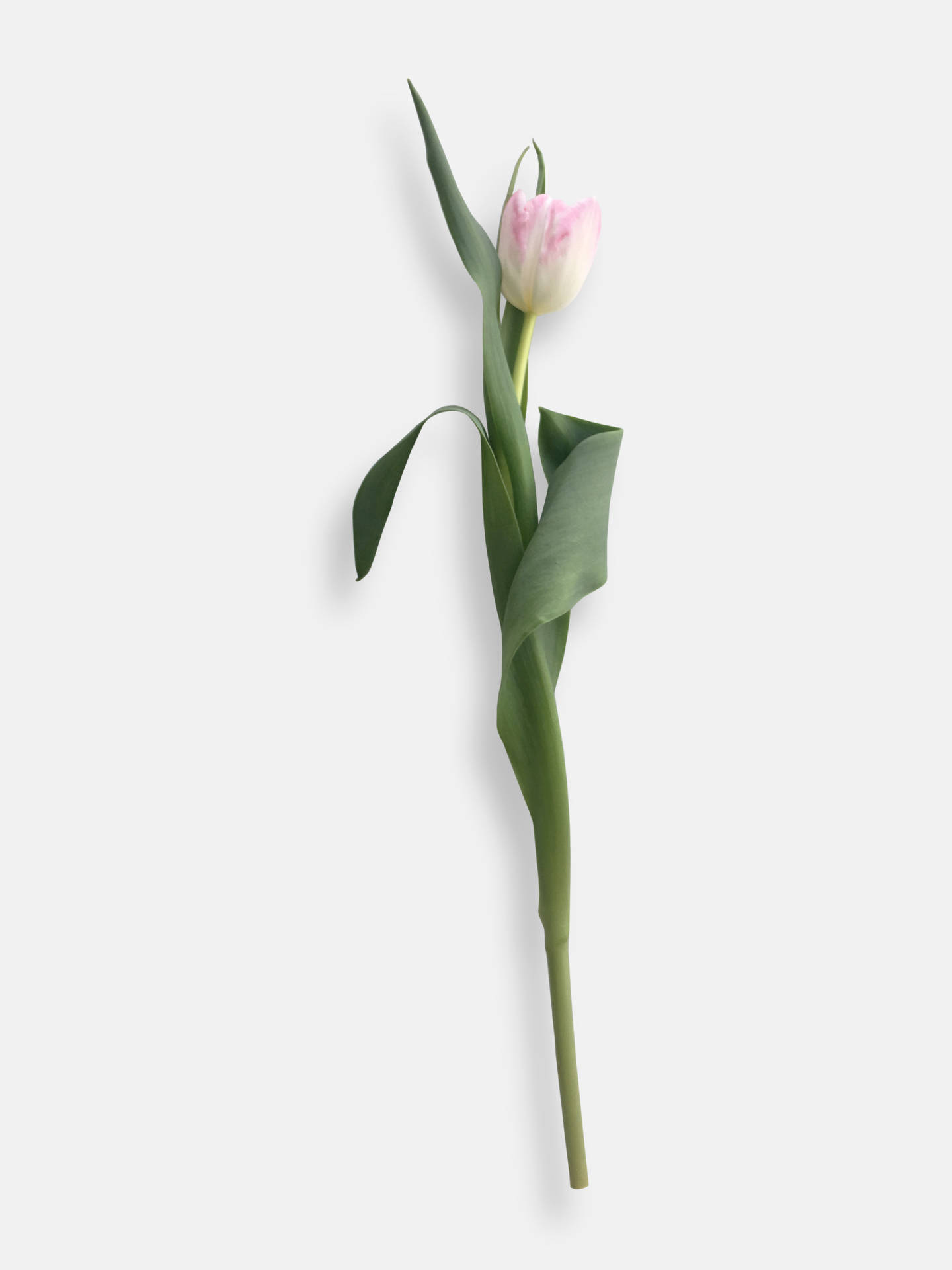 Aesthetic Single Tulip Wrap Background