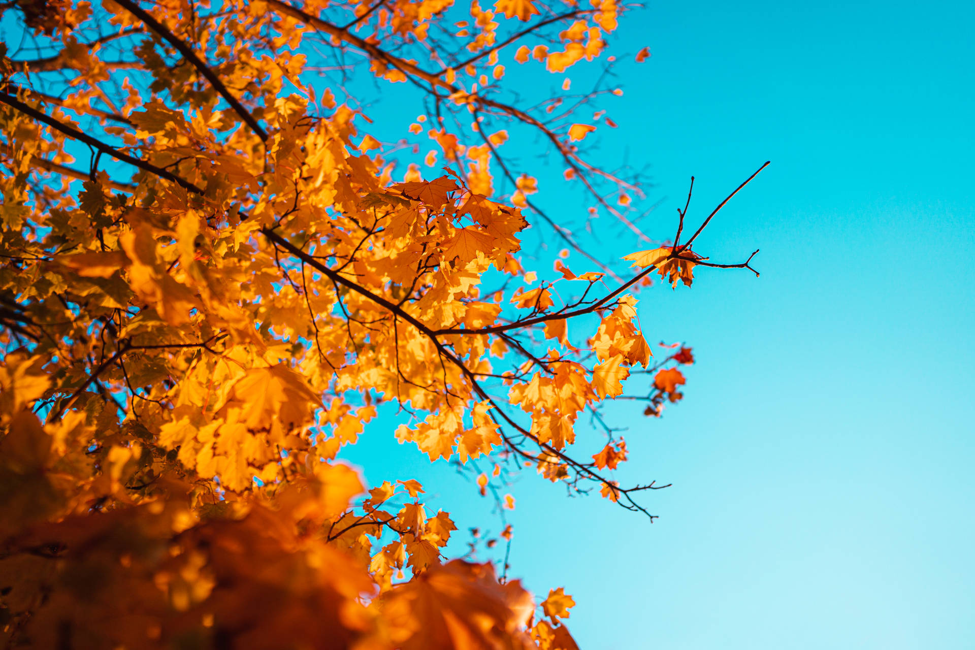 Aesthetic Sky And Autumn Leaves Background