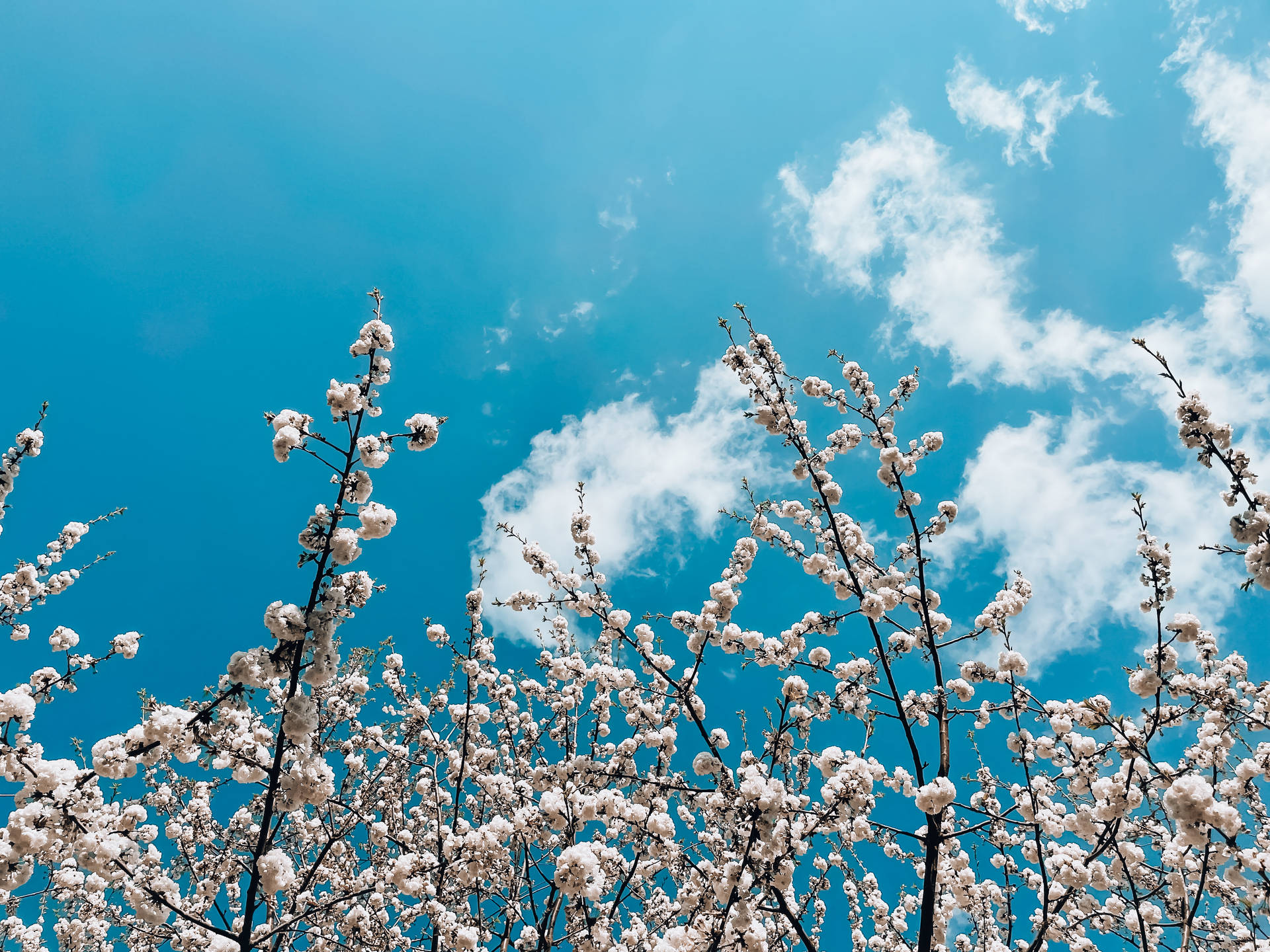 Aesthetic Sky And White Spring Blooms Background