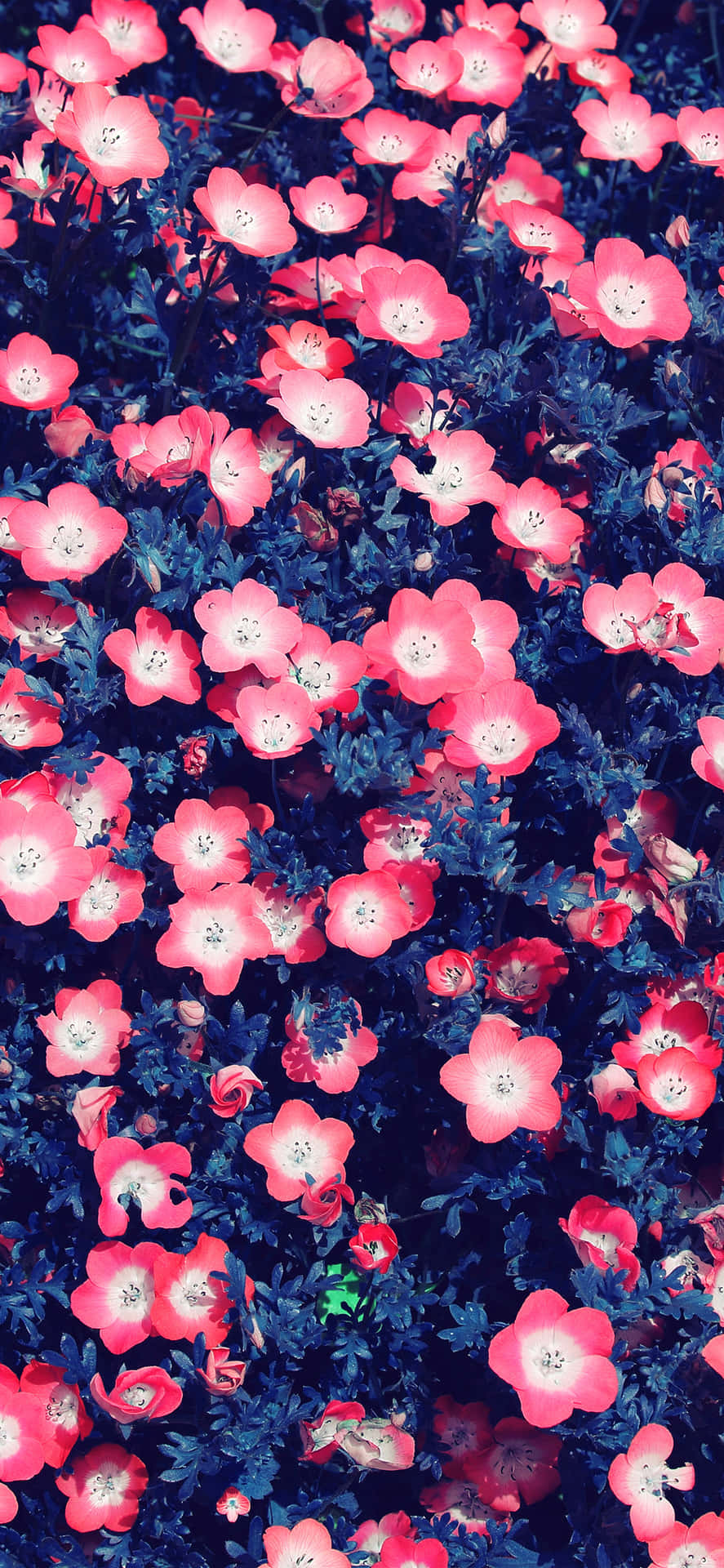 Aesthetic Small Pink Flowers Tumblr Photography Iphone Background