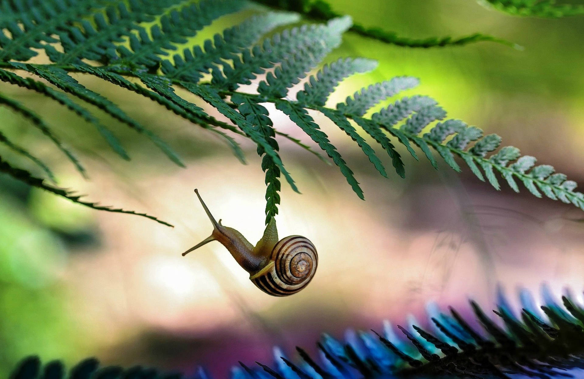 Aesthetic Snail Leaf Background