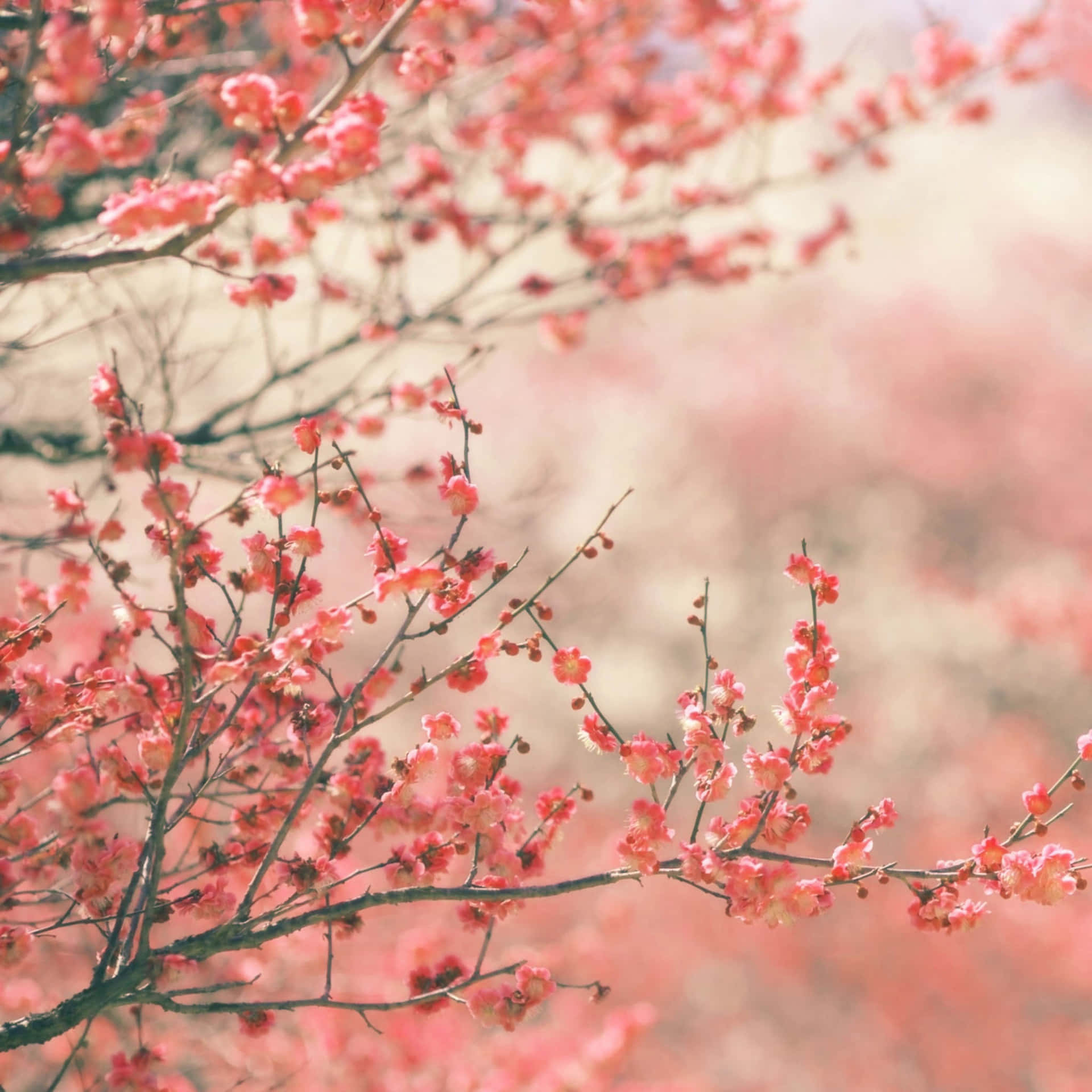 Aesthetic Spring Leaves Ipad Background