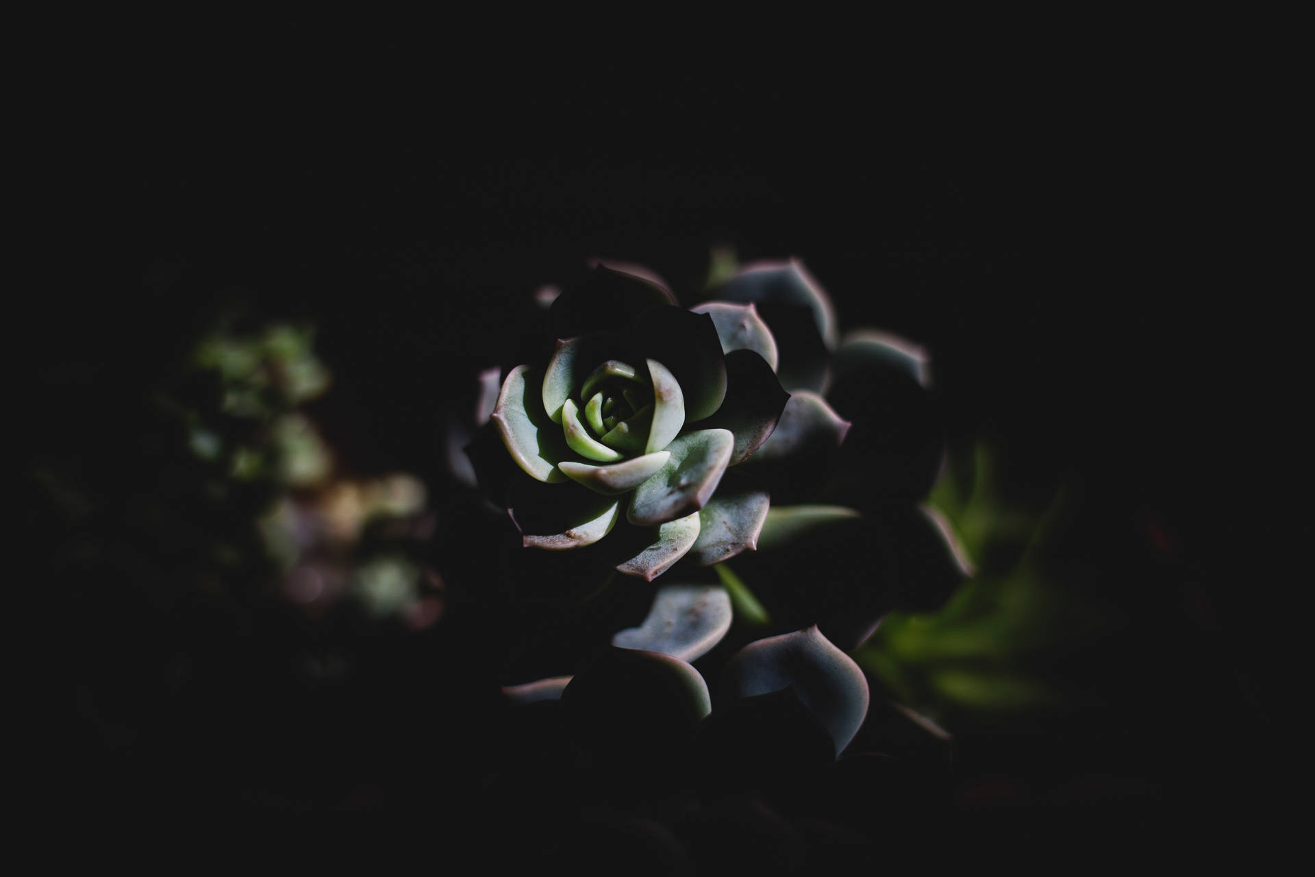 Aesthetic Succulent Dark Mode Background