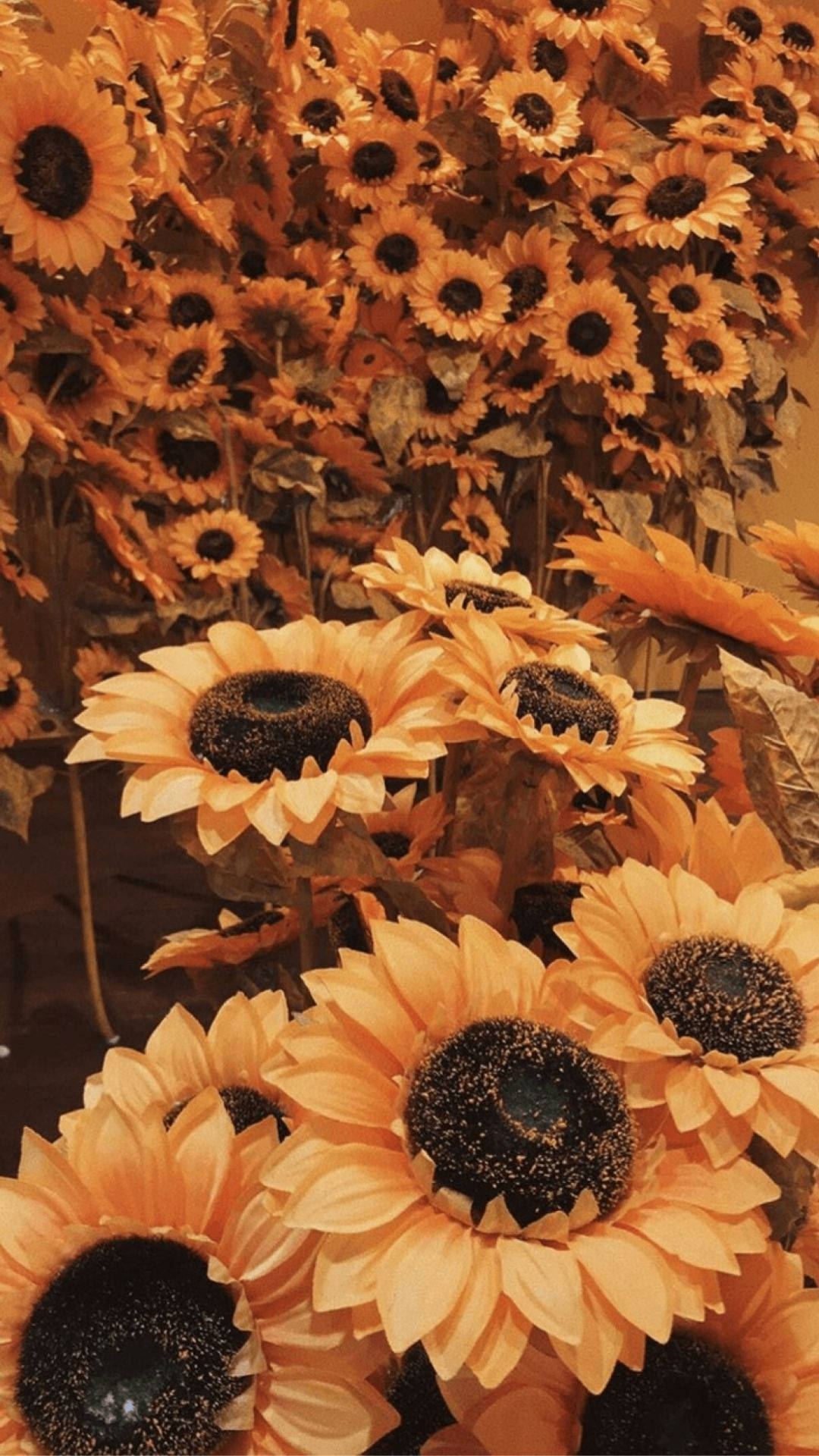 Aesthetic Sunflowers Orange Background Background