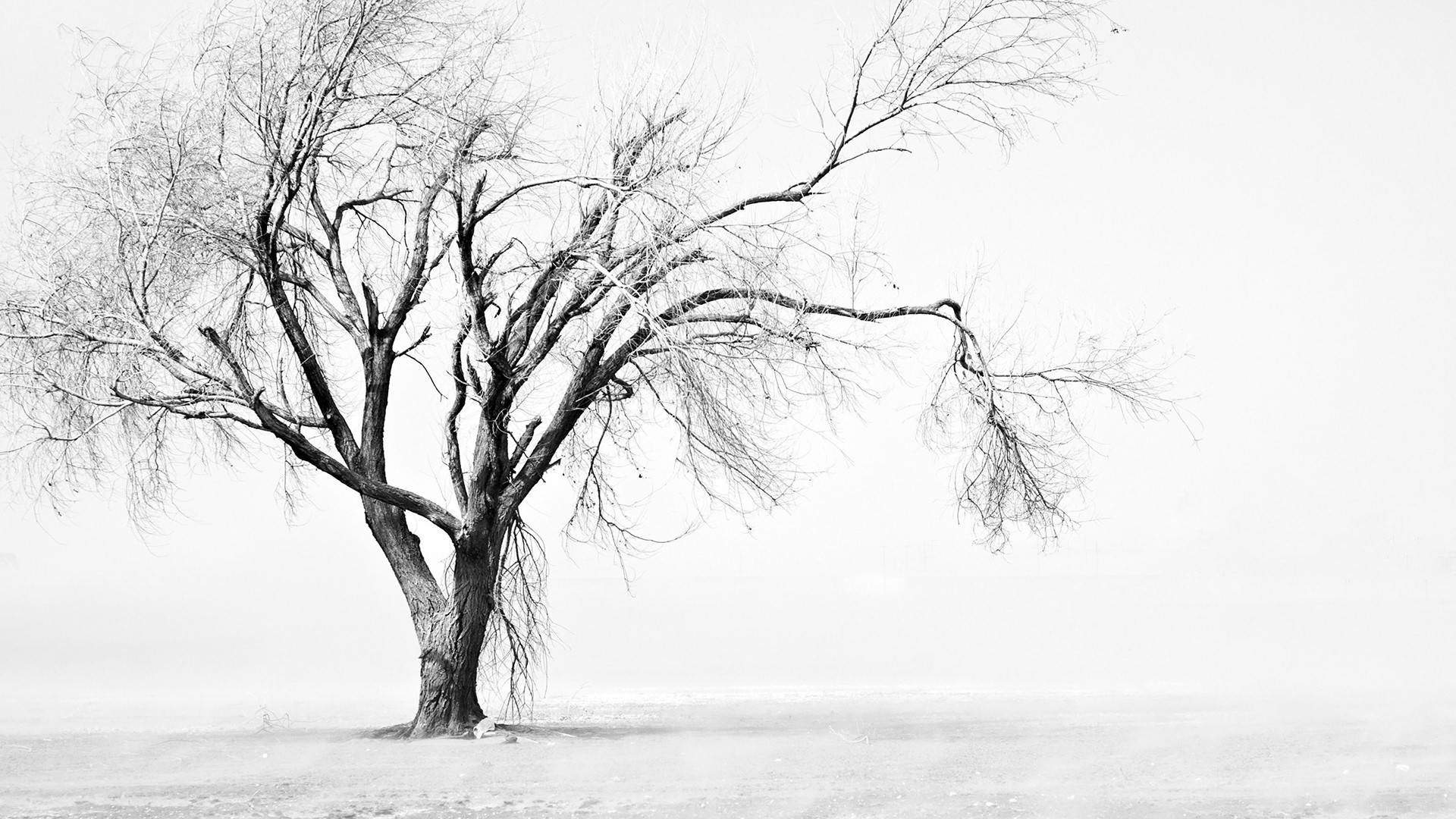 Aesthetic Tree Bright White Background Background