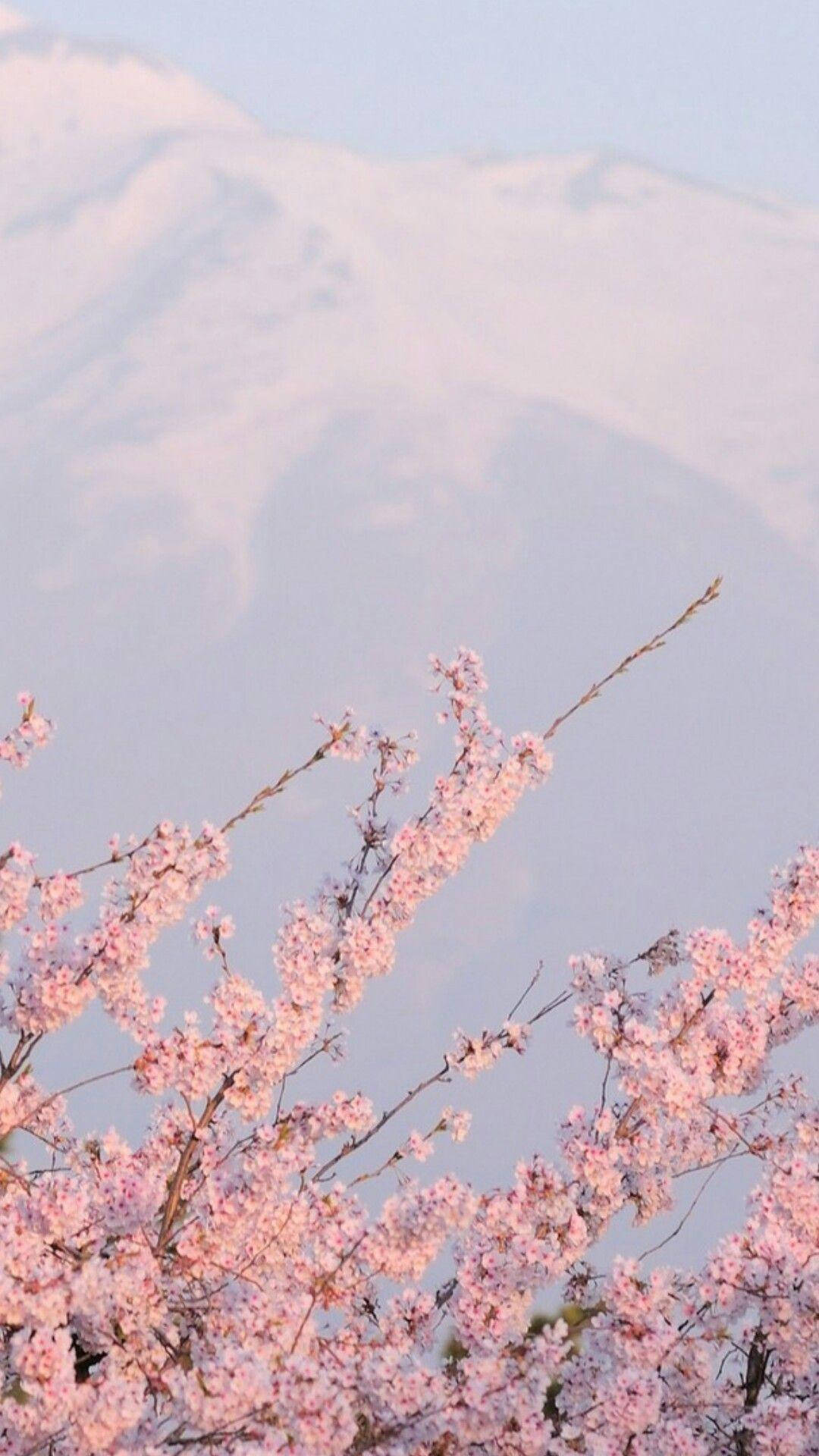 Aesthetic Tumblr Sakura Flowers