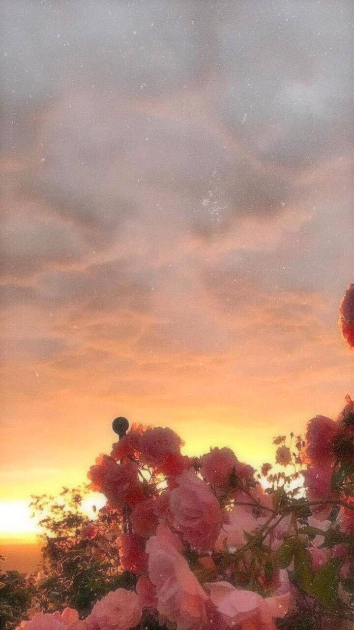 Aesthetic Tumblr Sunset And Pink Flowers Background