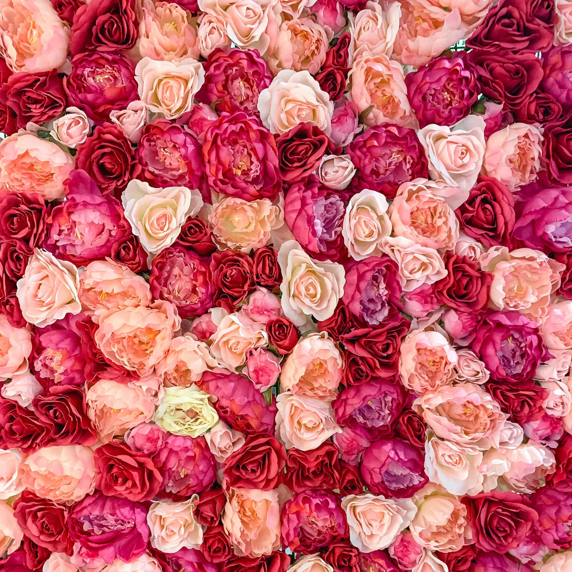 Aesthetic Valentine's Day Bed Of Roses Aerial Photography Background