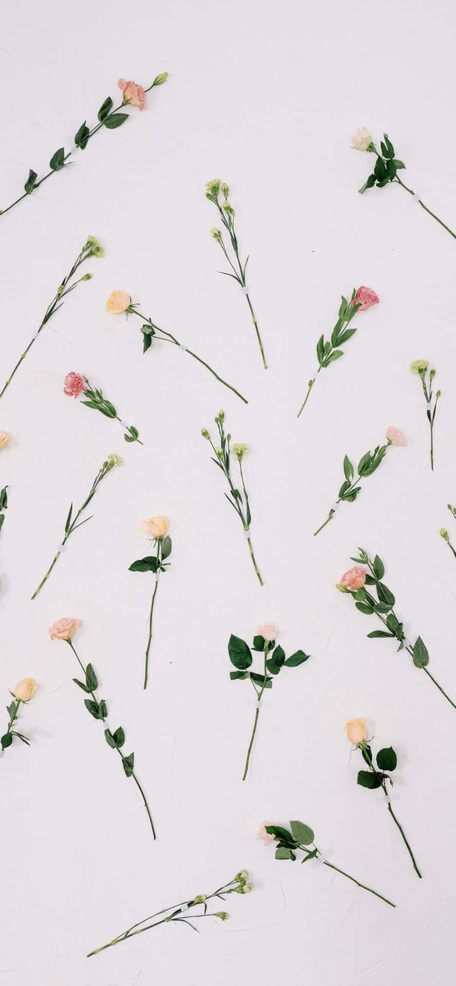 Aesthetic Valentine's Day Lovely Roses