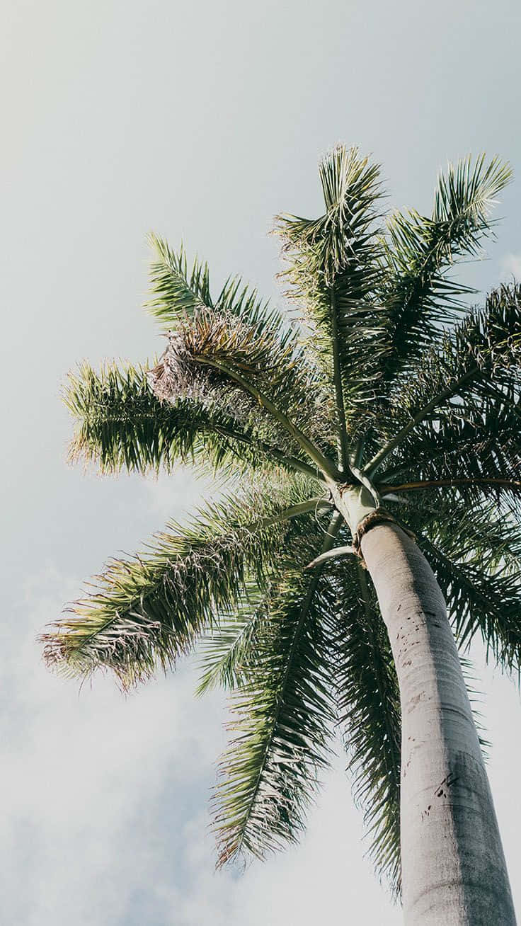 Aesthetic View Of A Palm Tree In The Summer Afternoon.