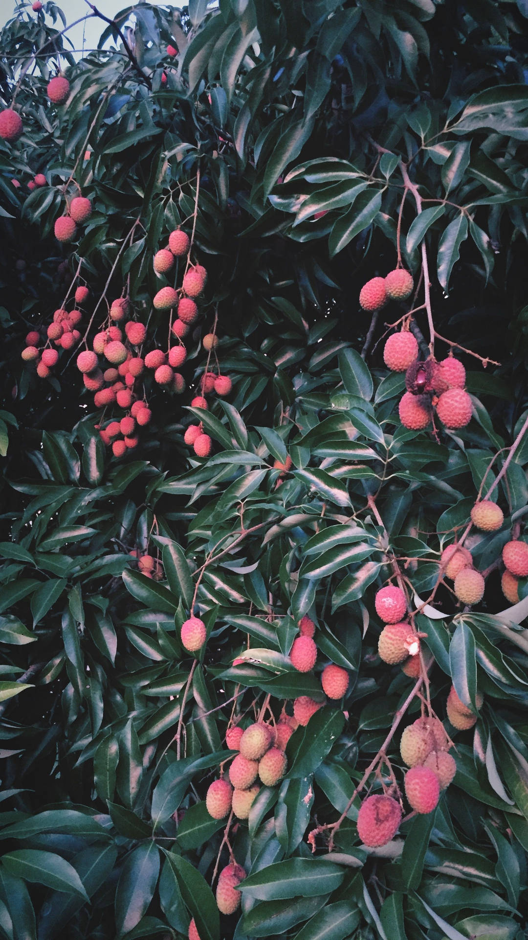 Aesthetic Vsco Hanging Lychee Fruits Background