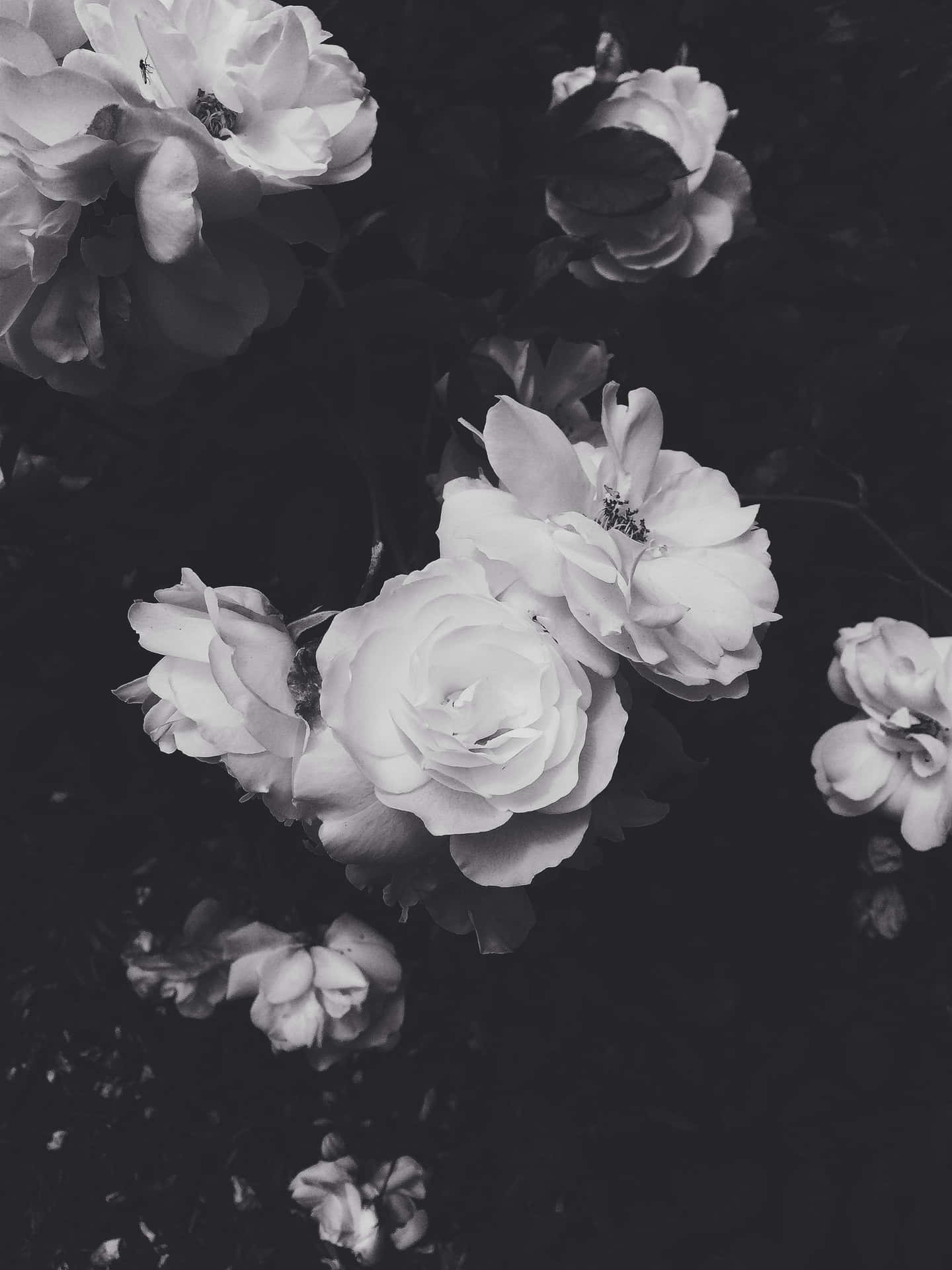 Aesthetic White And Black Iphone Flowers Background