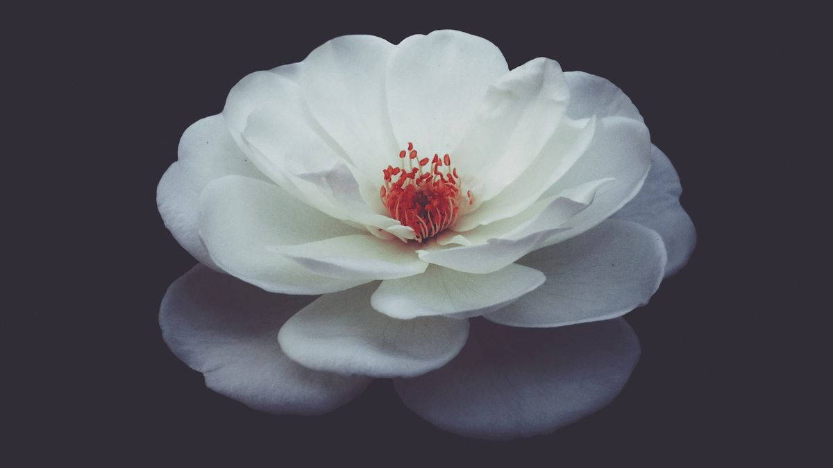 Aesthetic White Camellia Sasanqua Background