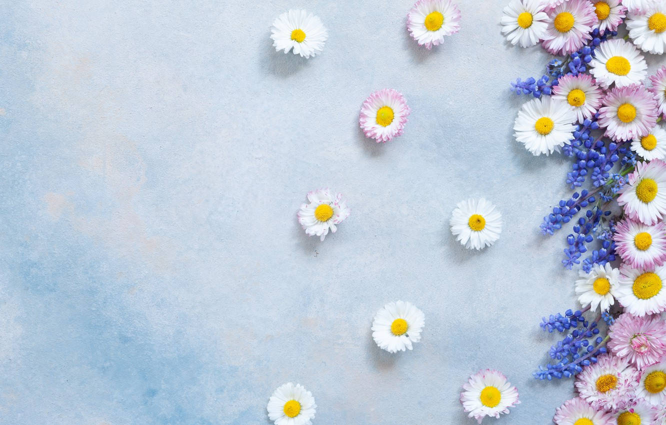 Aesthetic White Daisy & Gerbera Background